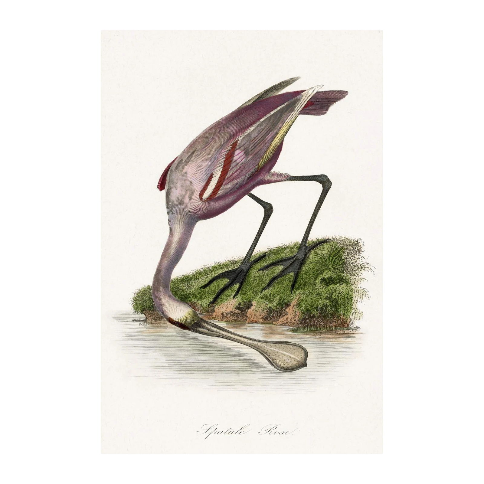 Roseate Spoonbill Vintage Bird Art Wall Art