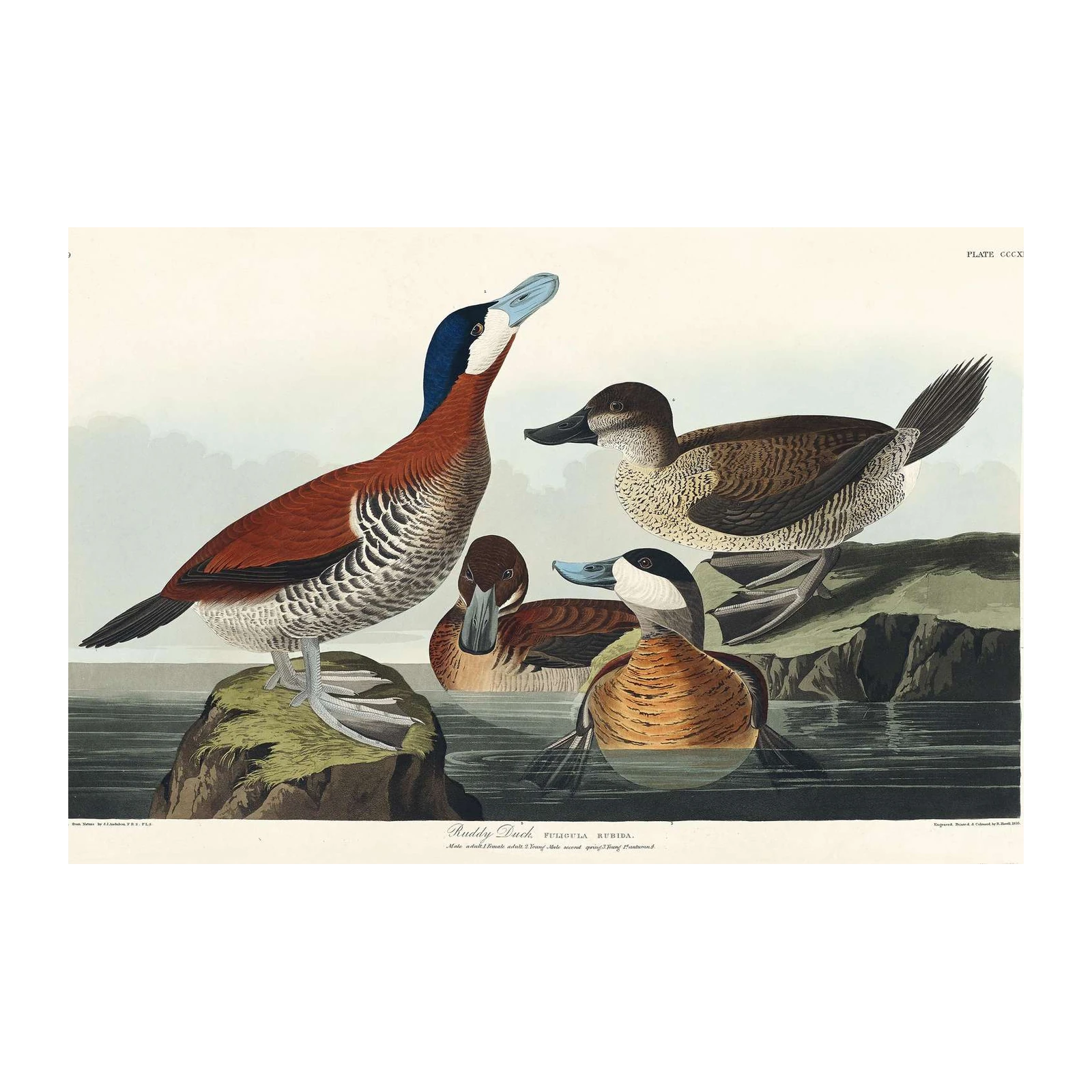 Ruddy Duck Vintage Bird Art Wall Art