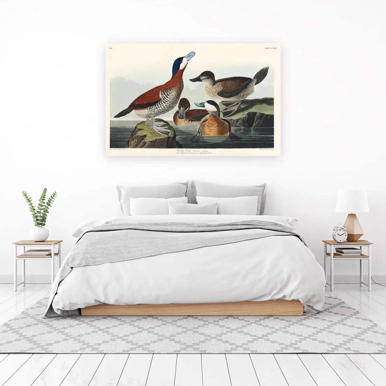 Ruddy Duck Vintage Bird Art Wall Art