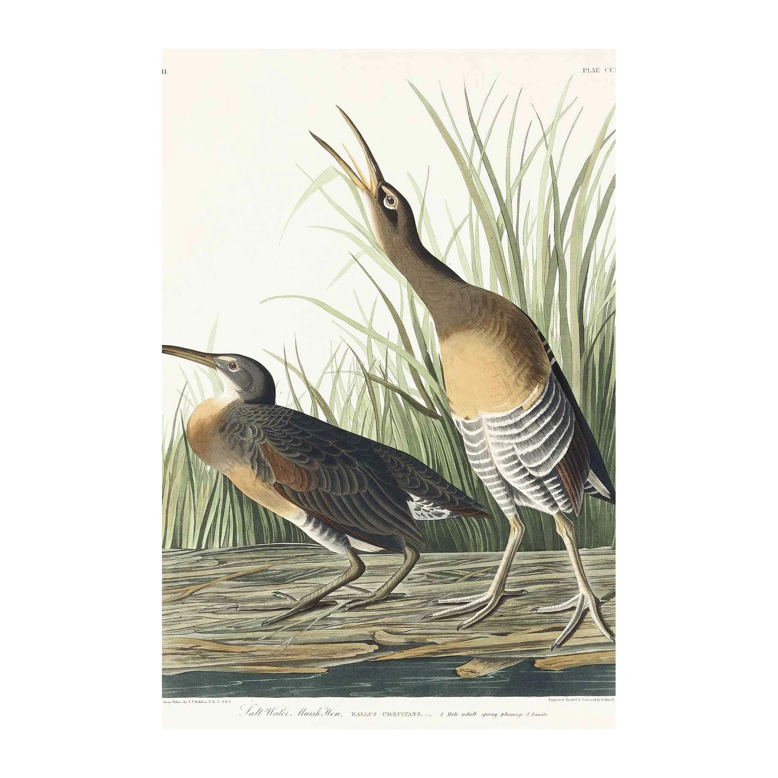 Vintage Saltwater Marsh Hen Wall Art