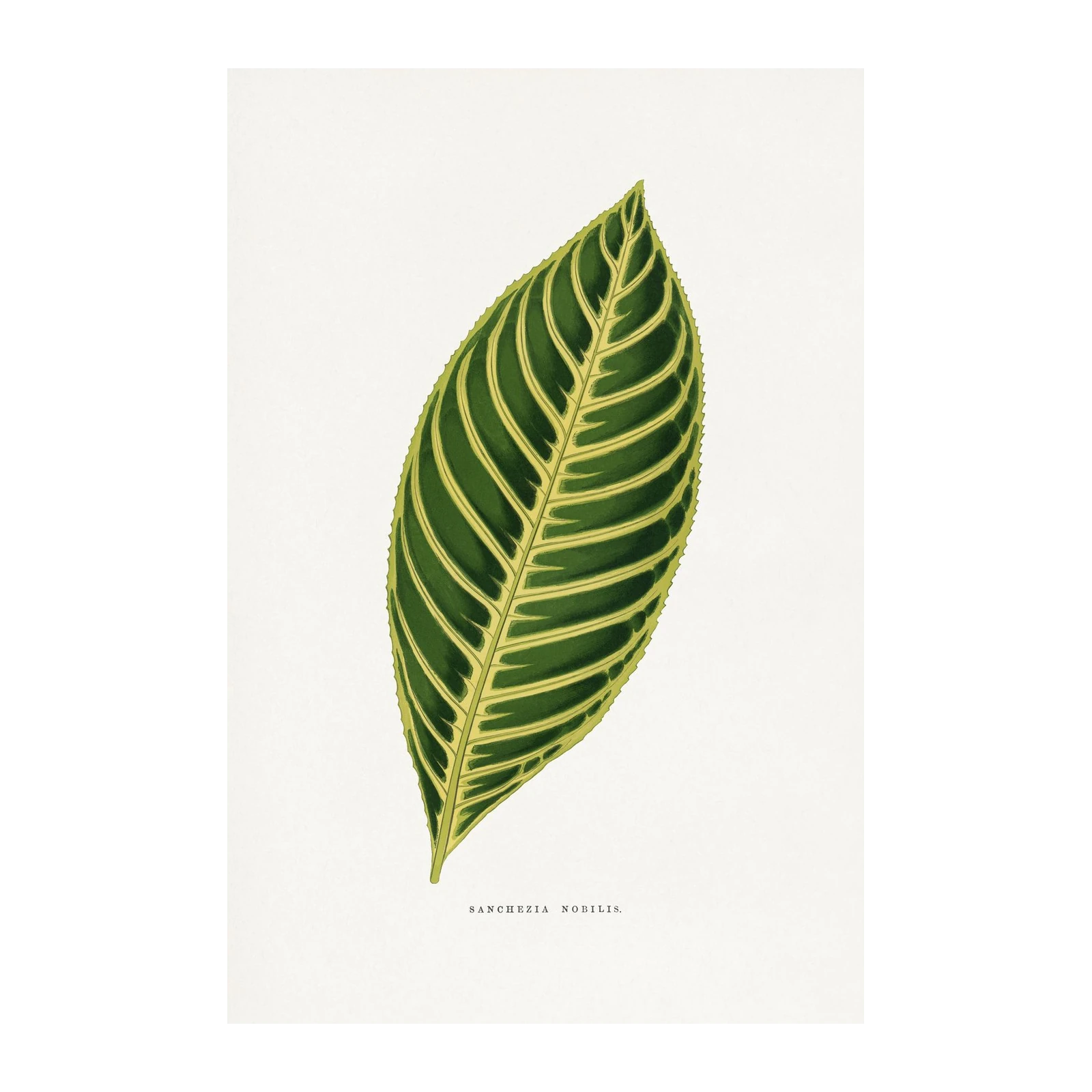 Botanical Sancheziz Nobilis Leaf Wall Art