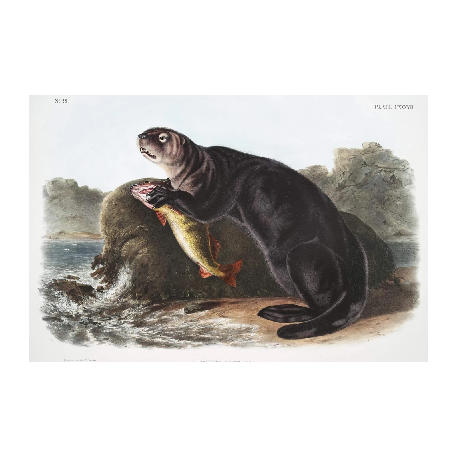 Vintage Sea Otter & Fish Audubon Print Wall Art