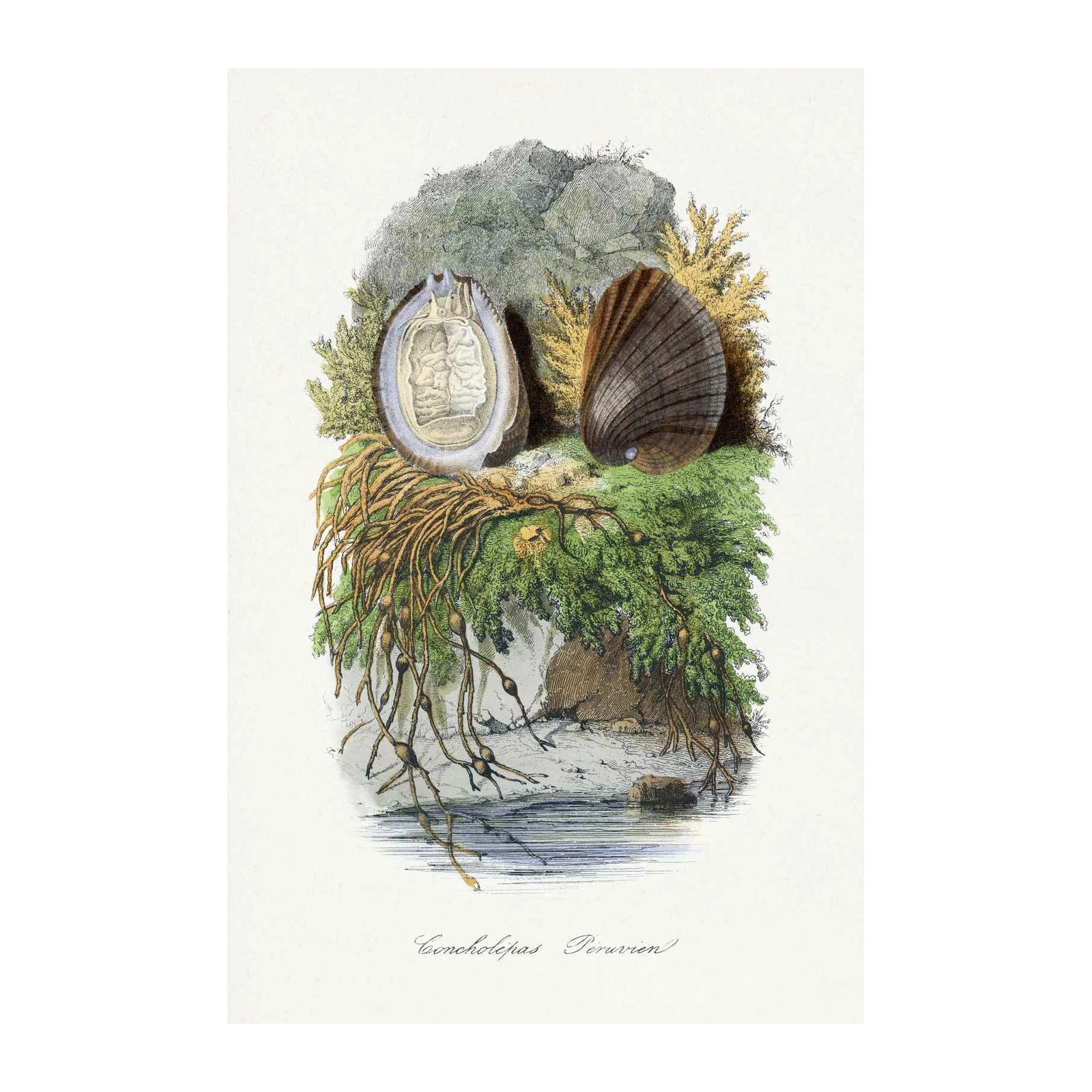 Vintage Concholepas Peruvian Shell Art Wall Art