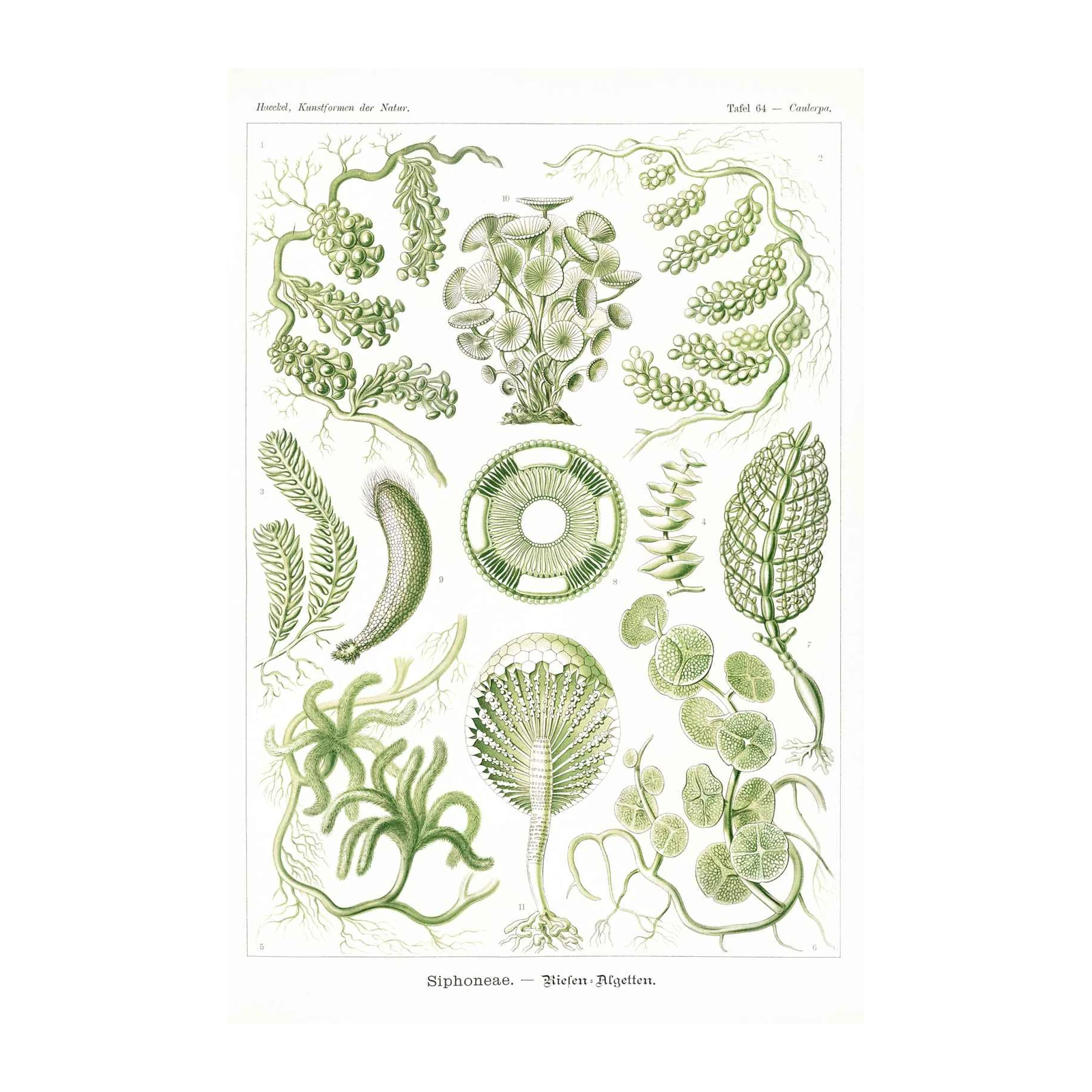 Vintage Botanical Siphonophores Wall Art