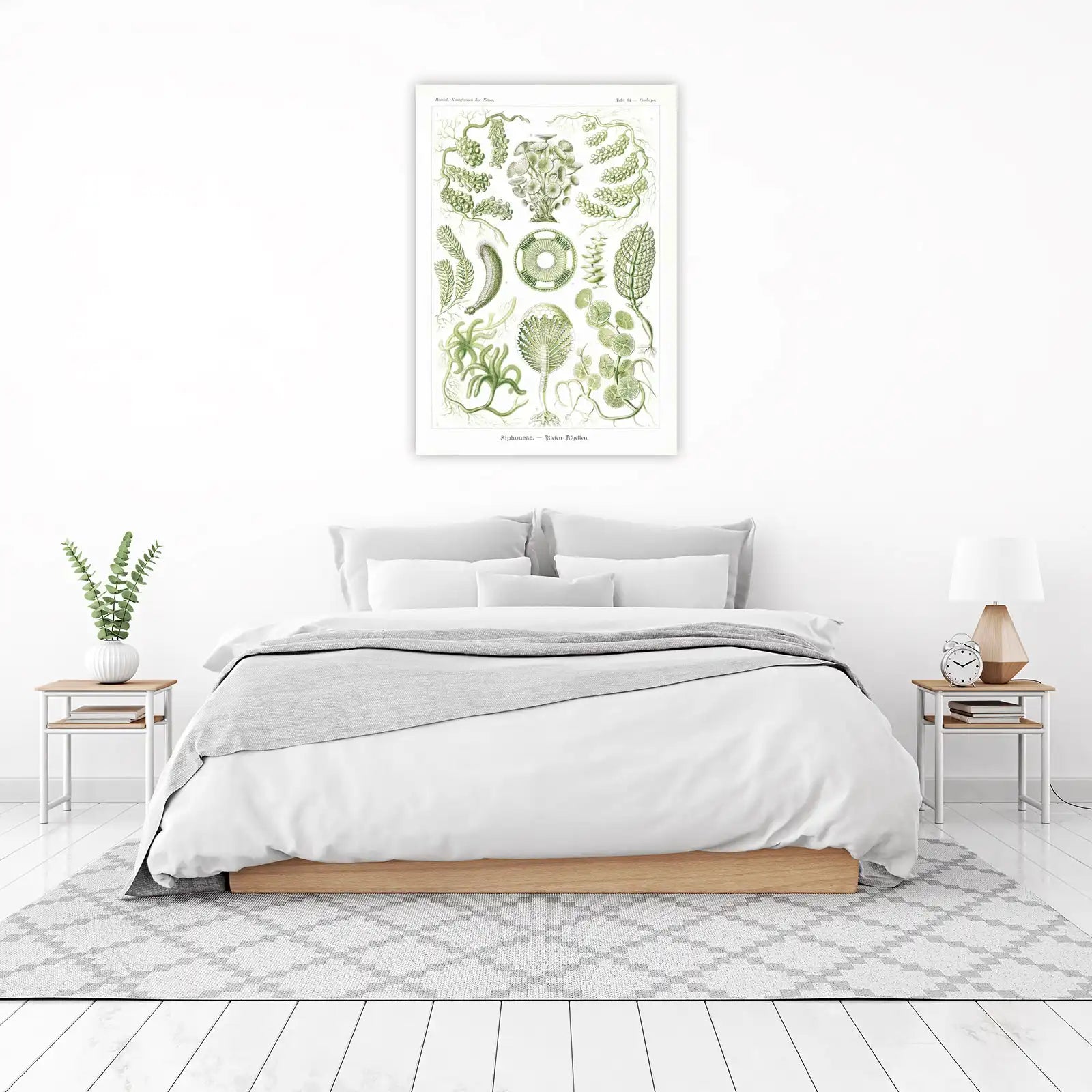 Vintage Botanical Siphonophores Wall Art