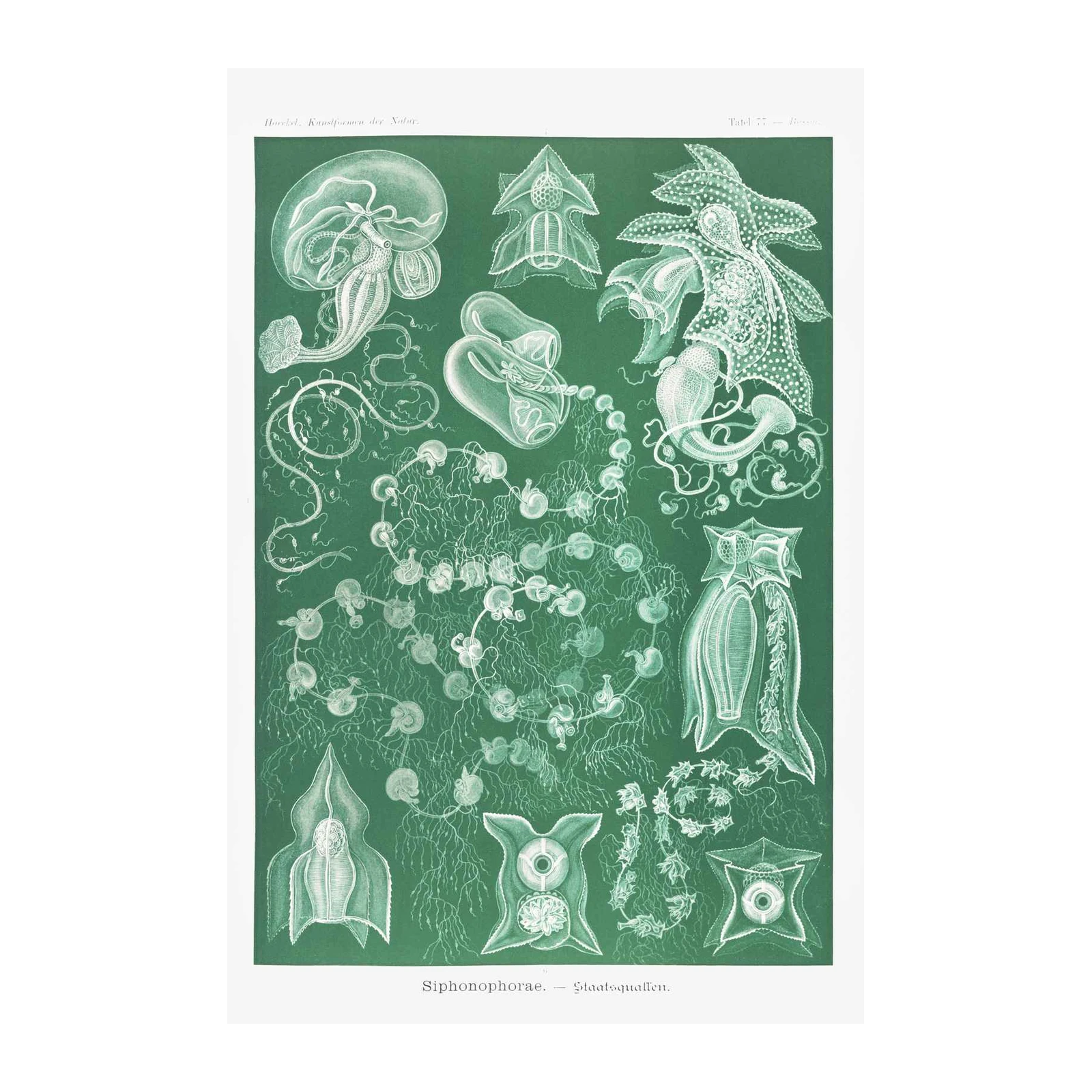 Vintage Siphonophorae Botanical Wall Art