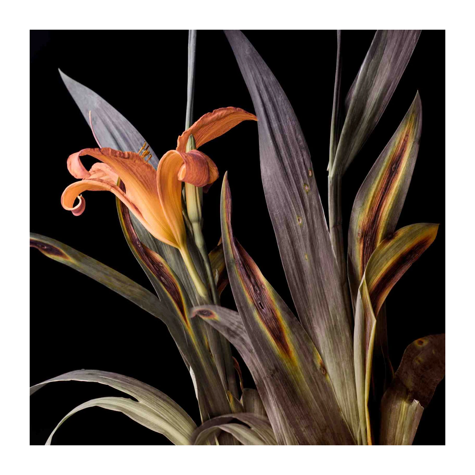 Orange Lily Botanical Macro Wall Art
