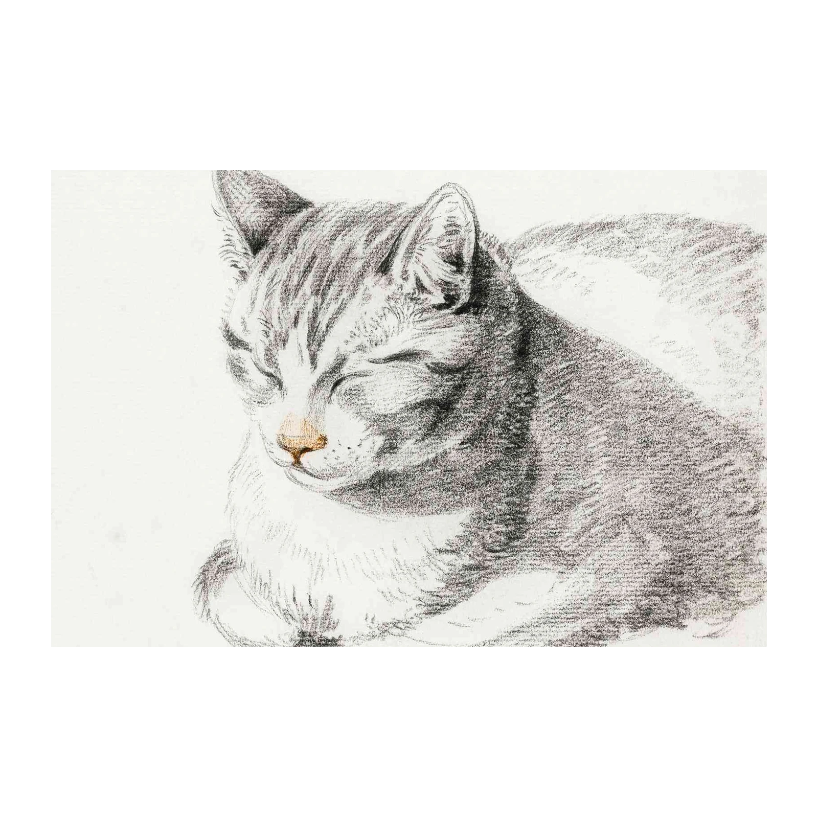 Sleeping Cat Charcoal Sketch Wall Art
