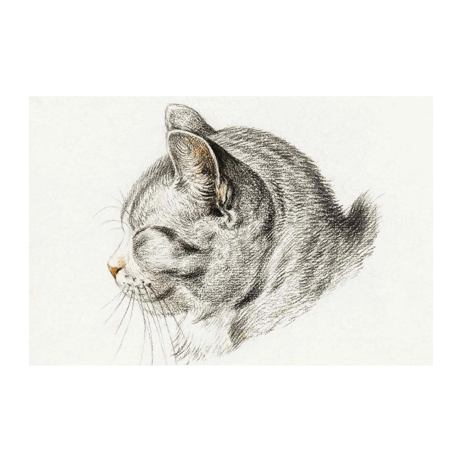 Serene Cat Portrait Sketch Wall Art