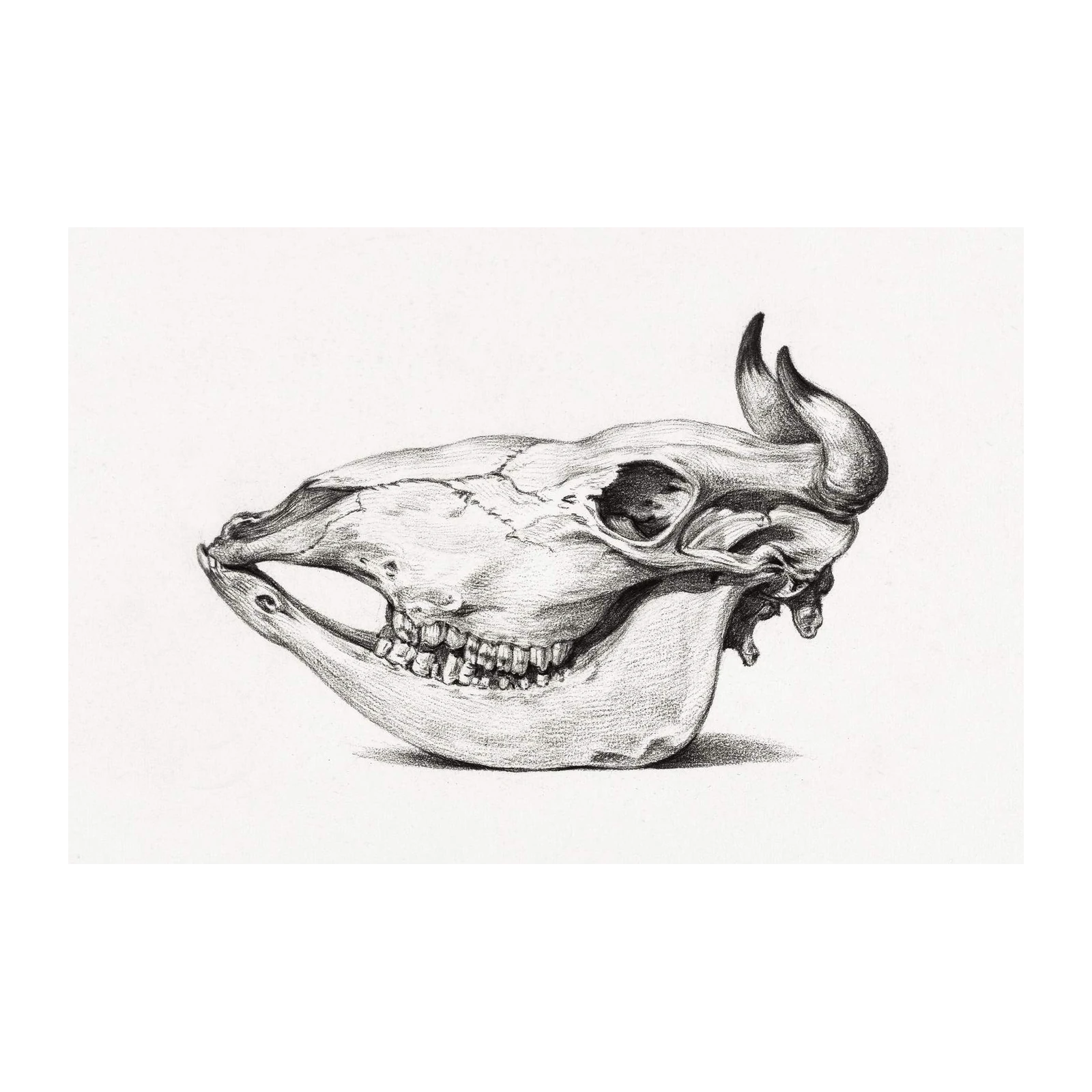 Vintage Bull Skull Art Wall Art | Rustic Home Decor