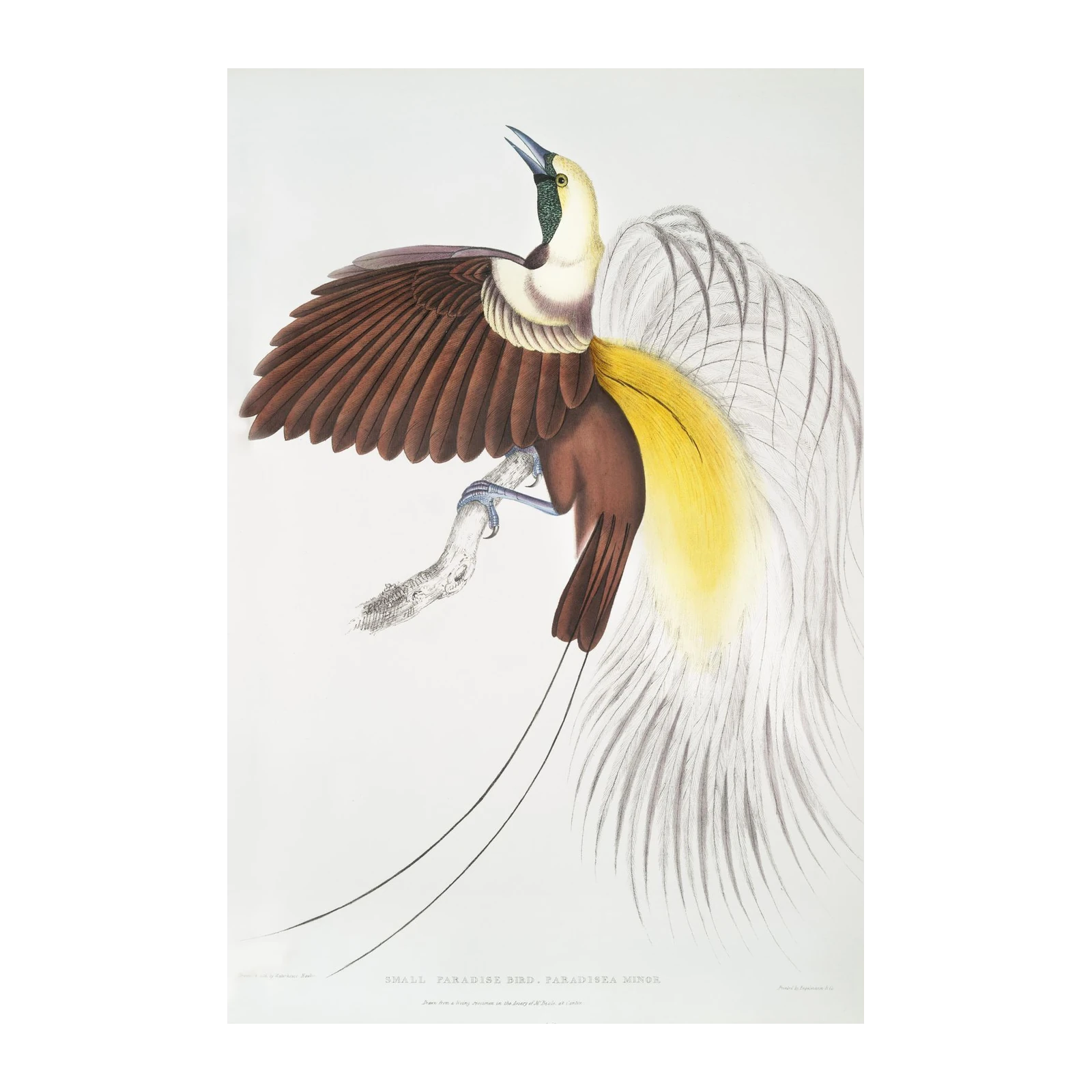 Elegant Bird of Paradise Art Wall Art