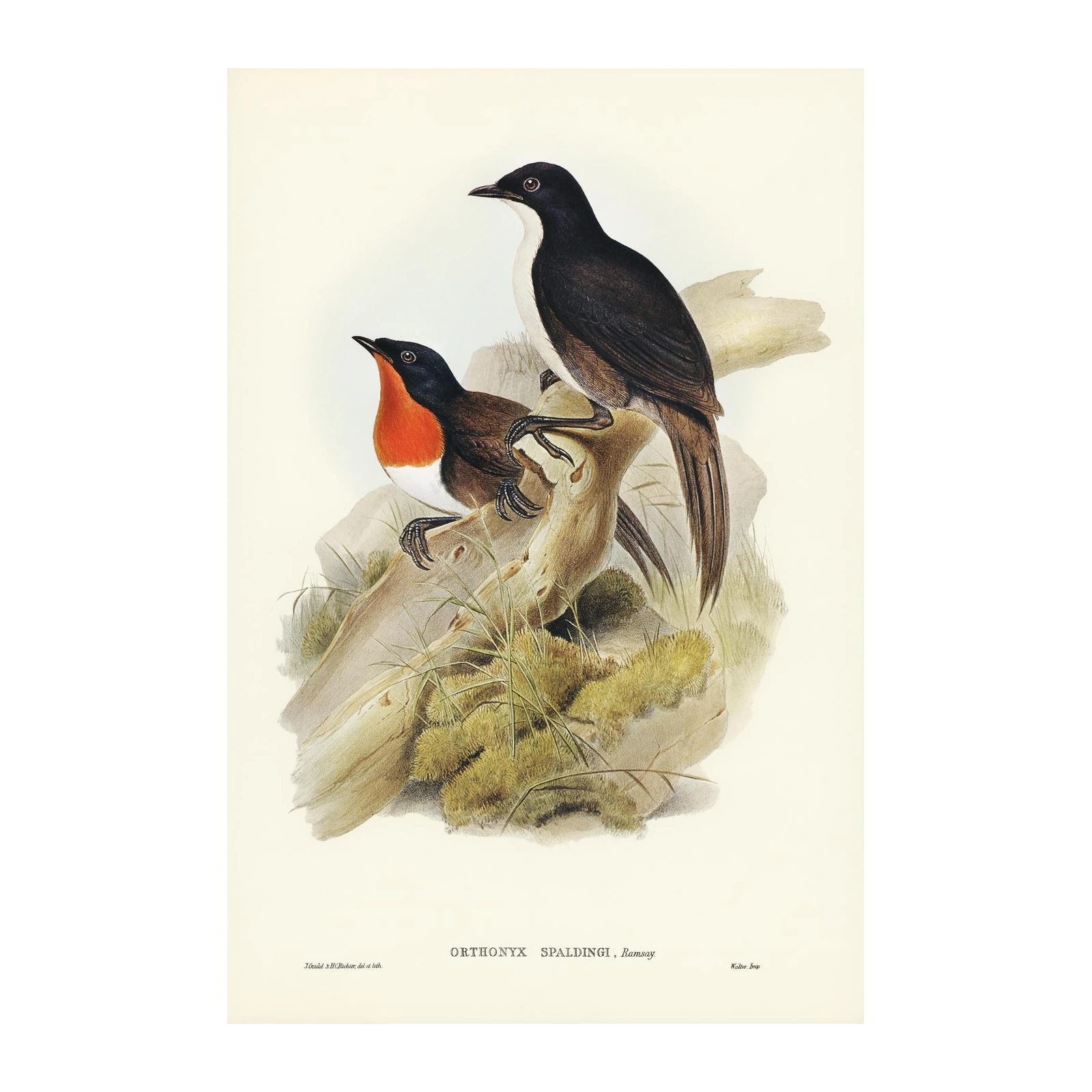 Ornithonyx Spaldingi Vintage Bird Art Wall Art