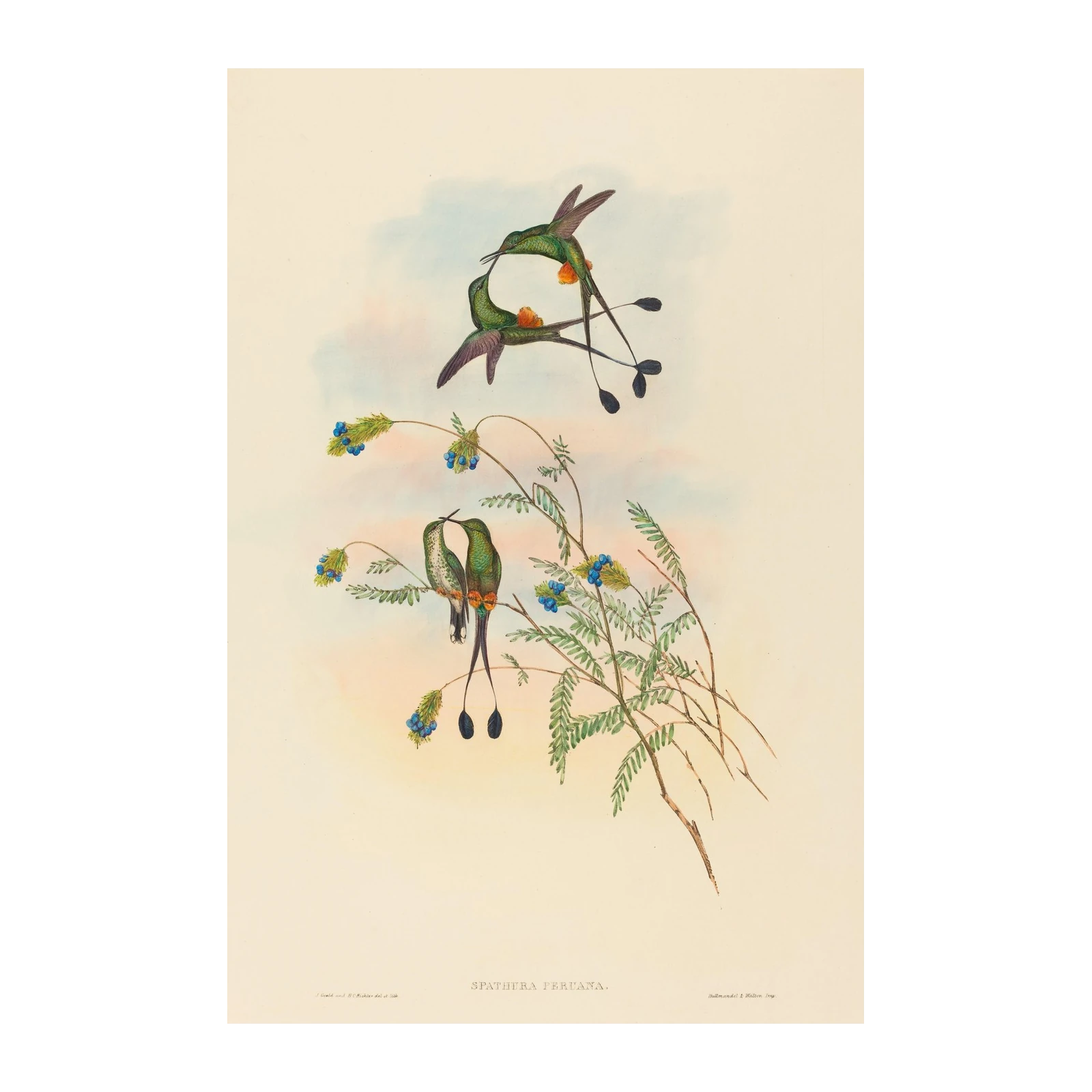 Hummingbird Serenity Botanical Art Wall Art