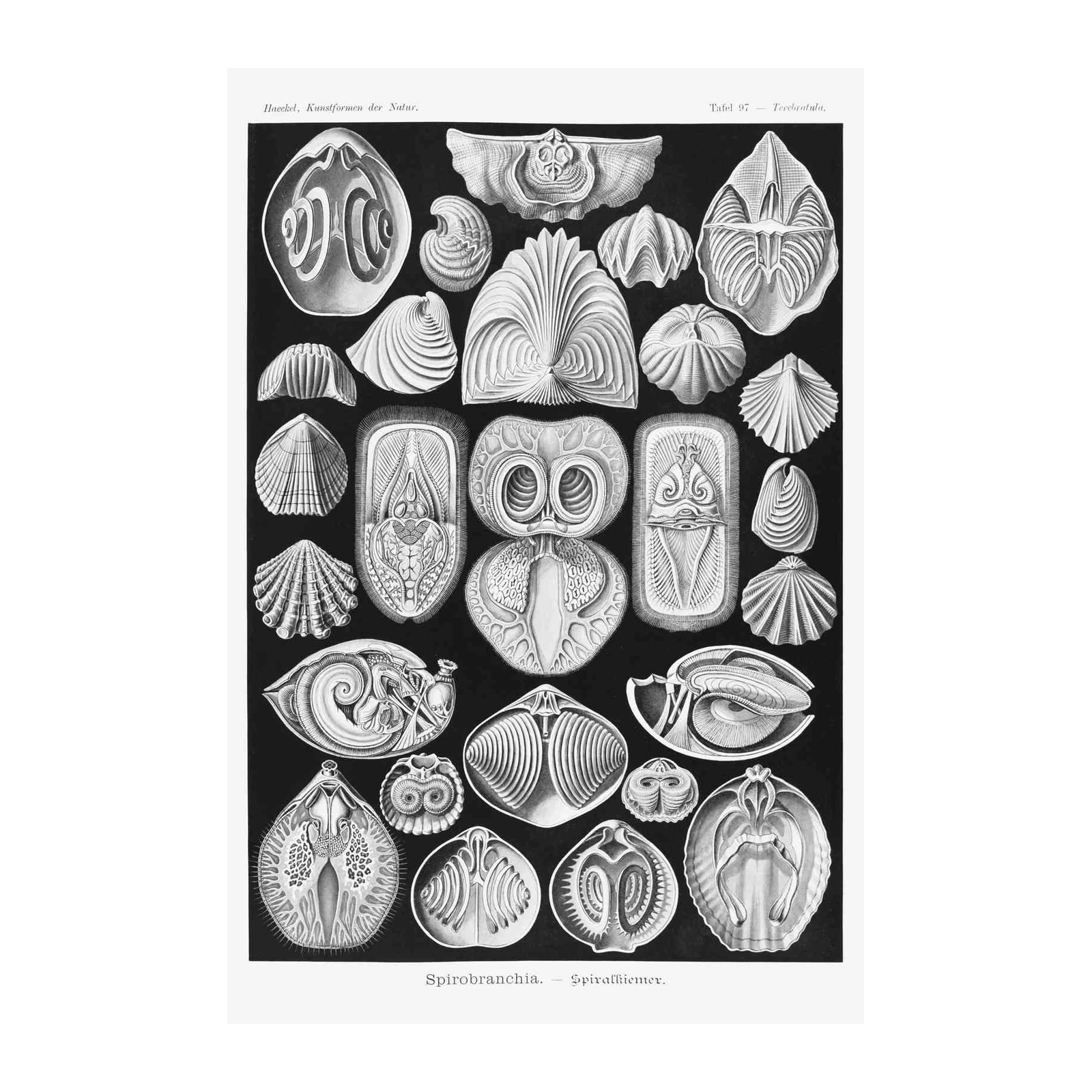 Vintage Shell Anatomy Wall Art