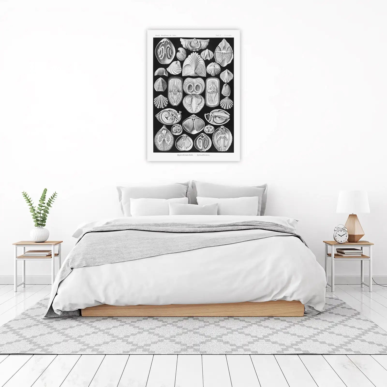 Vintage Shell Anatomy Wall Art
