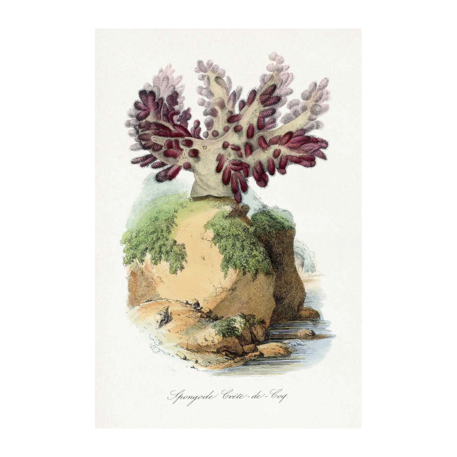 Vintage Spongode Crete Coral Wall Art