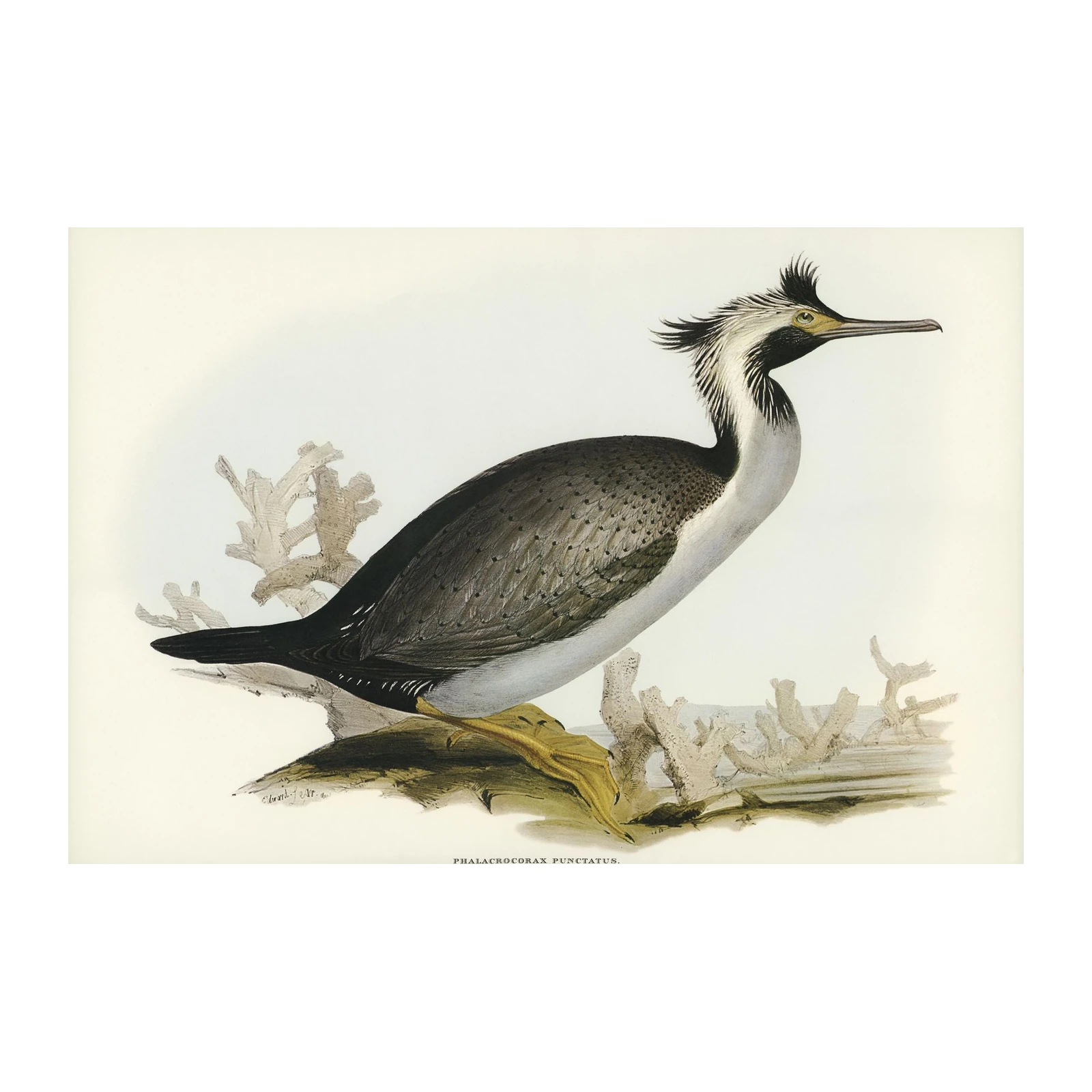 Vintage Bird Art: Elegant Cormorant Wall Art