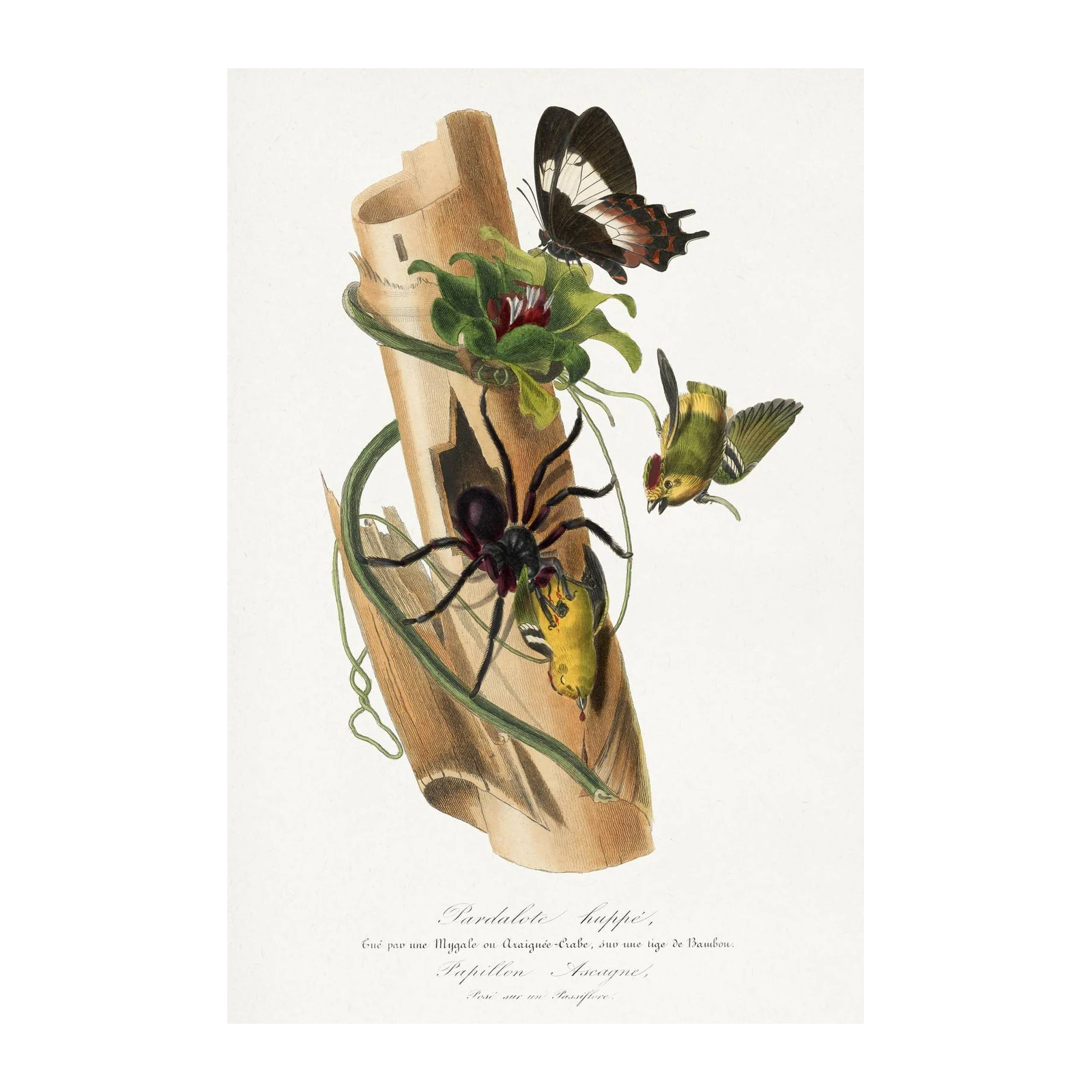 Vibrant Nature Scene Butterfly & Spider Wall Art