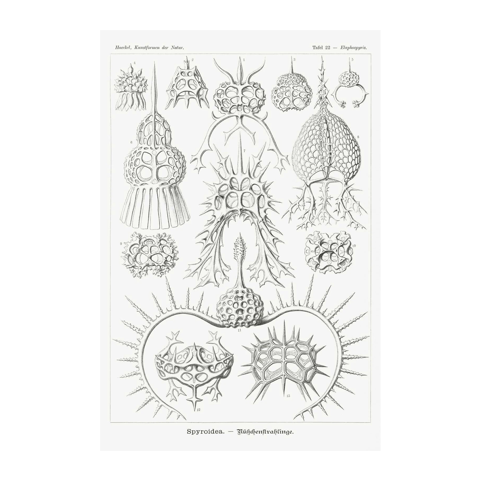 Vintage Radiolaria Botanical Art Wall Art
