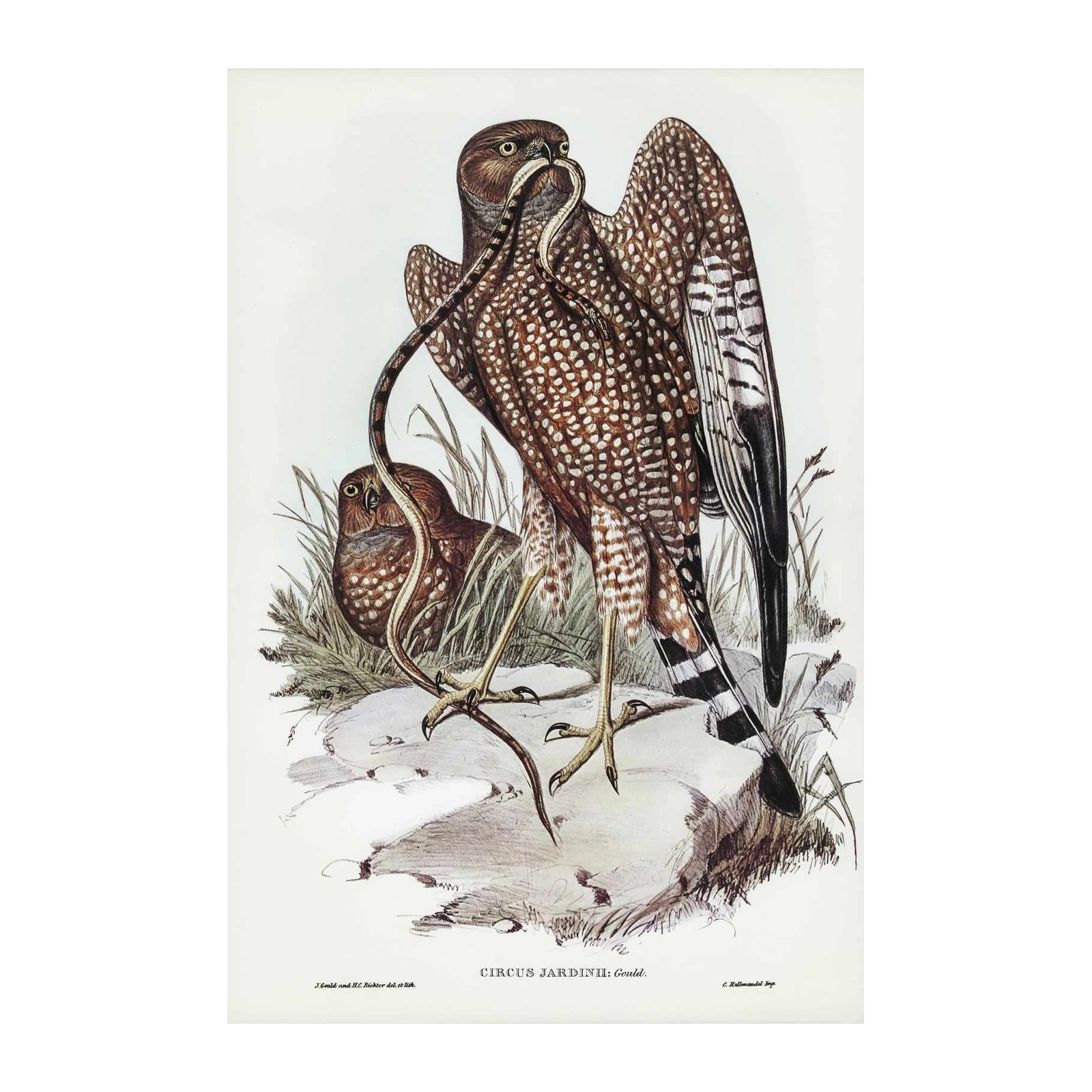 Majestic Hawk & Snake Vintage Bird Art Wall Art