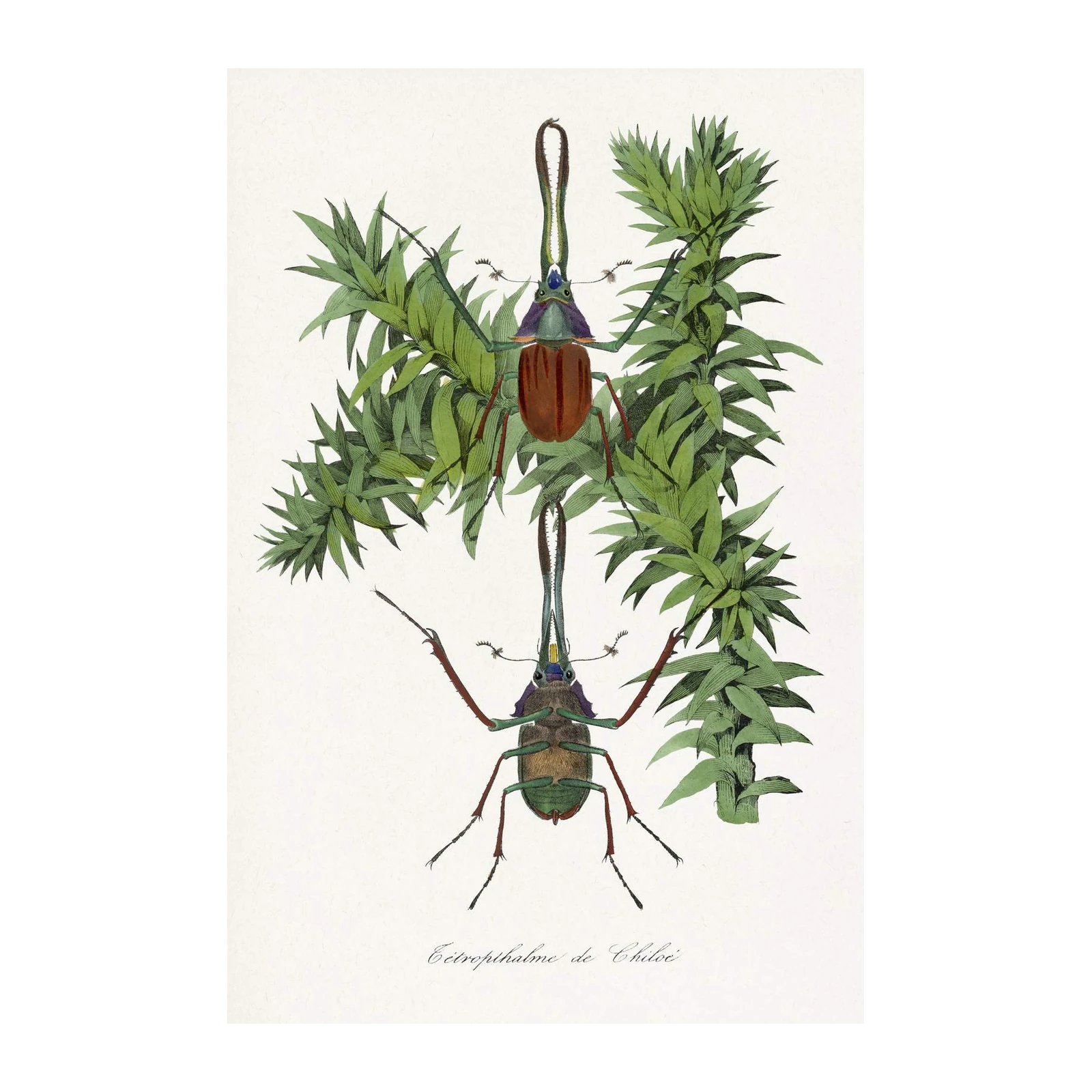 Vintage Insect Botanical Art Wall Art