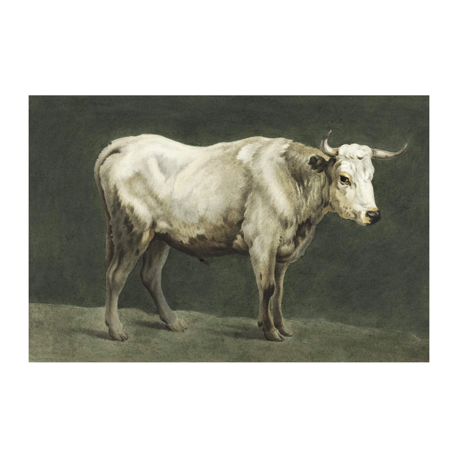 Majestic White Bull Fine Art Wall Art