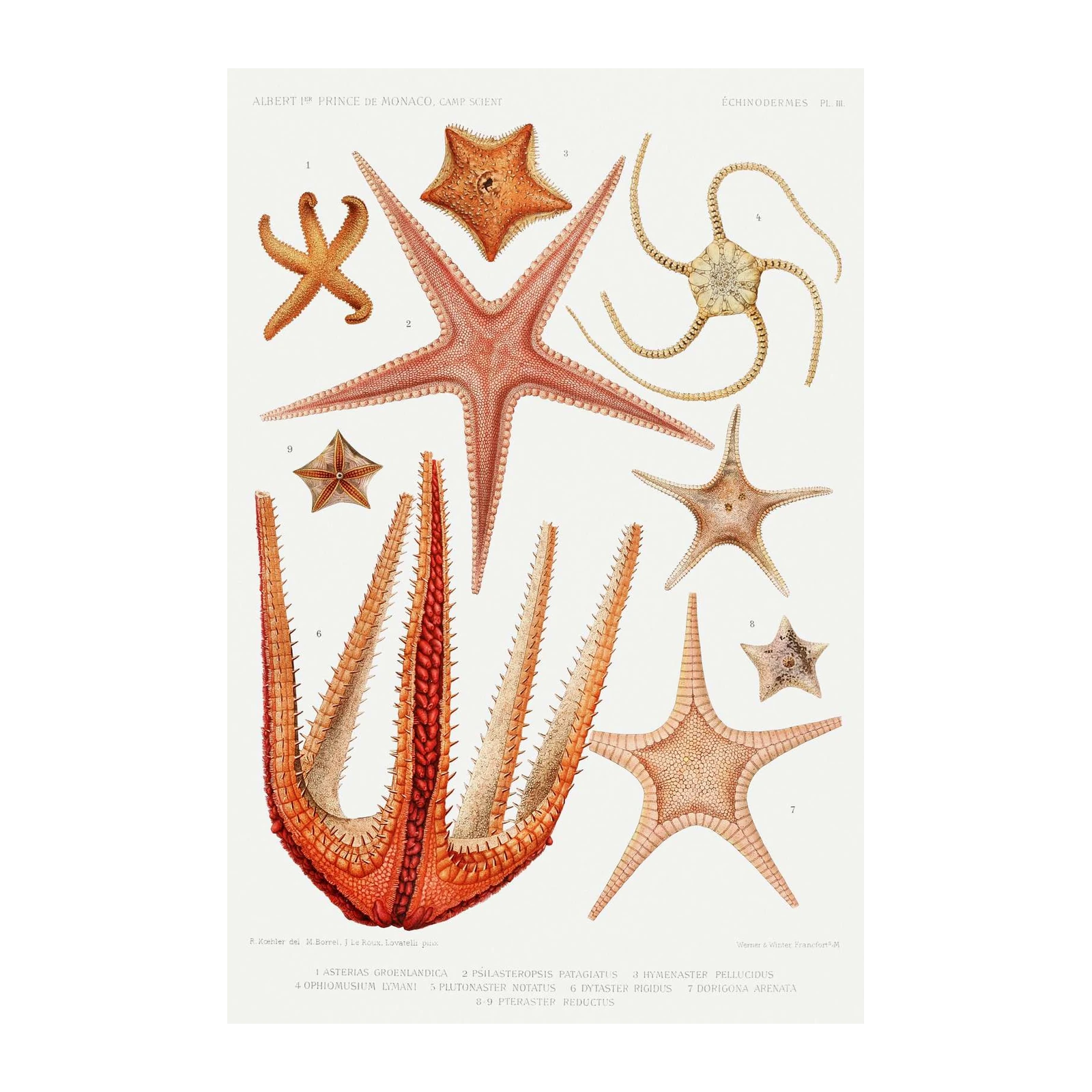Vintage Starfish Marine Life Wall Art