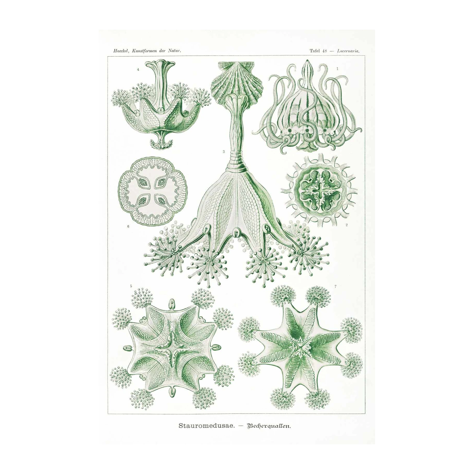 Vintage Sea Creature Botanical Art Wall Art