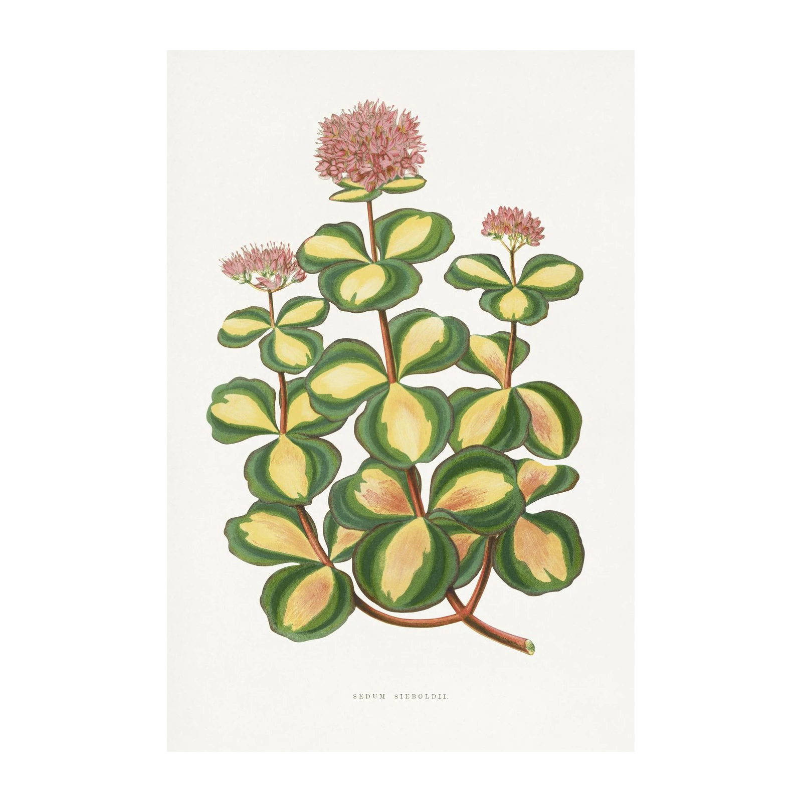 Variegated Sedum Sieboldii Botanical Art Wall Art