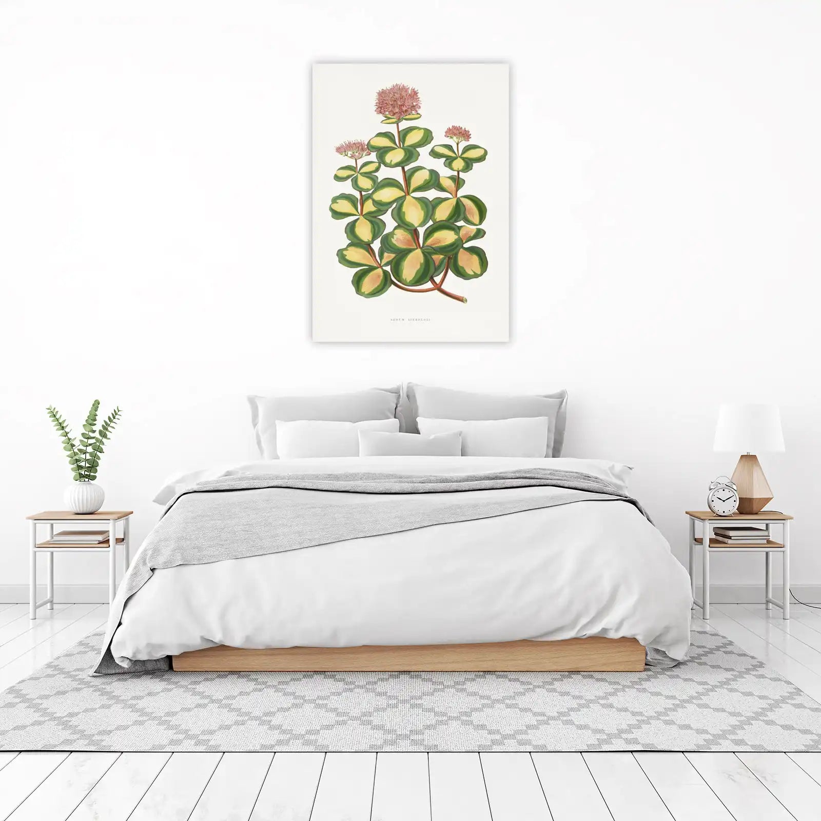 Variegated Sedum Sieboldii Botanical Art Wall Art