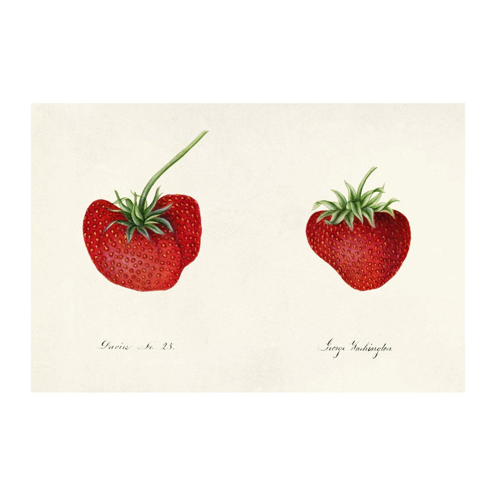Vintage Strawberry Botanical Print - Kitchen Wall Art