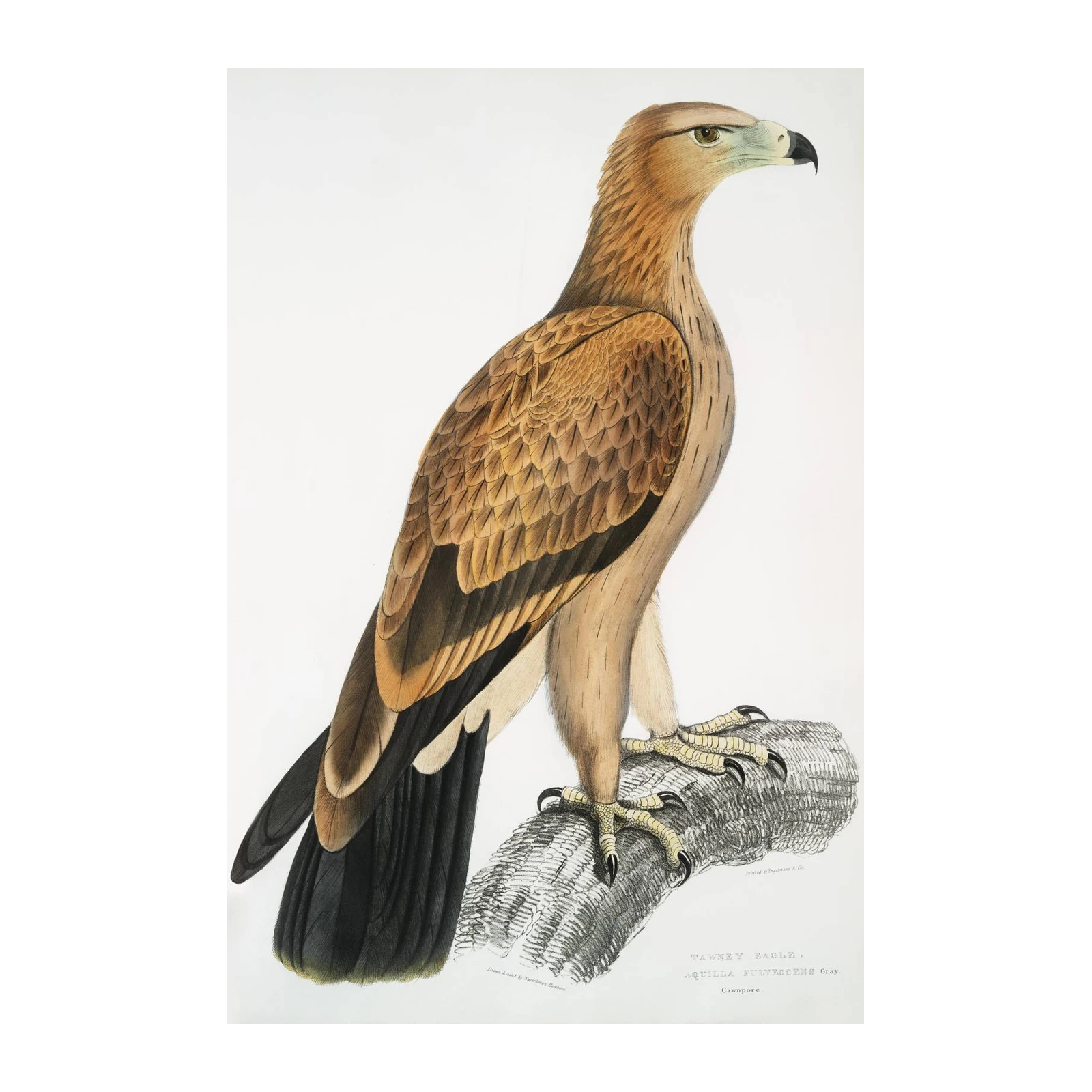 Majestic Tawny Eagle Wildlife Art Wall Art