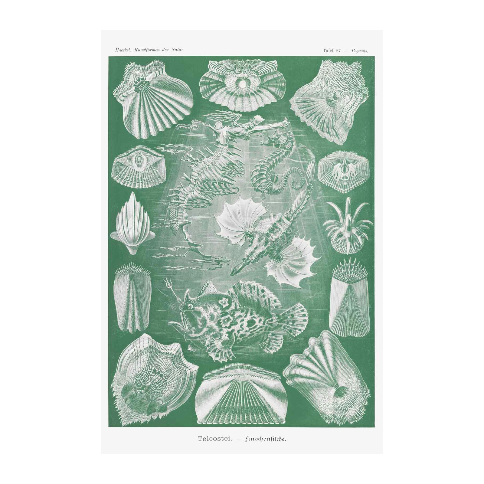 Vintage Marine Life Seahorse & Fish Wall Art