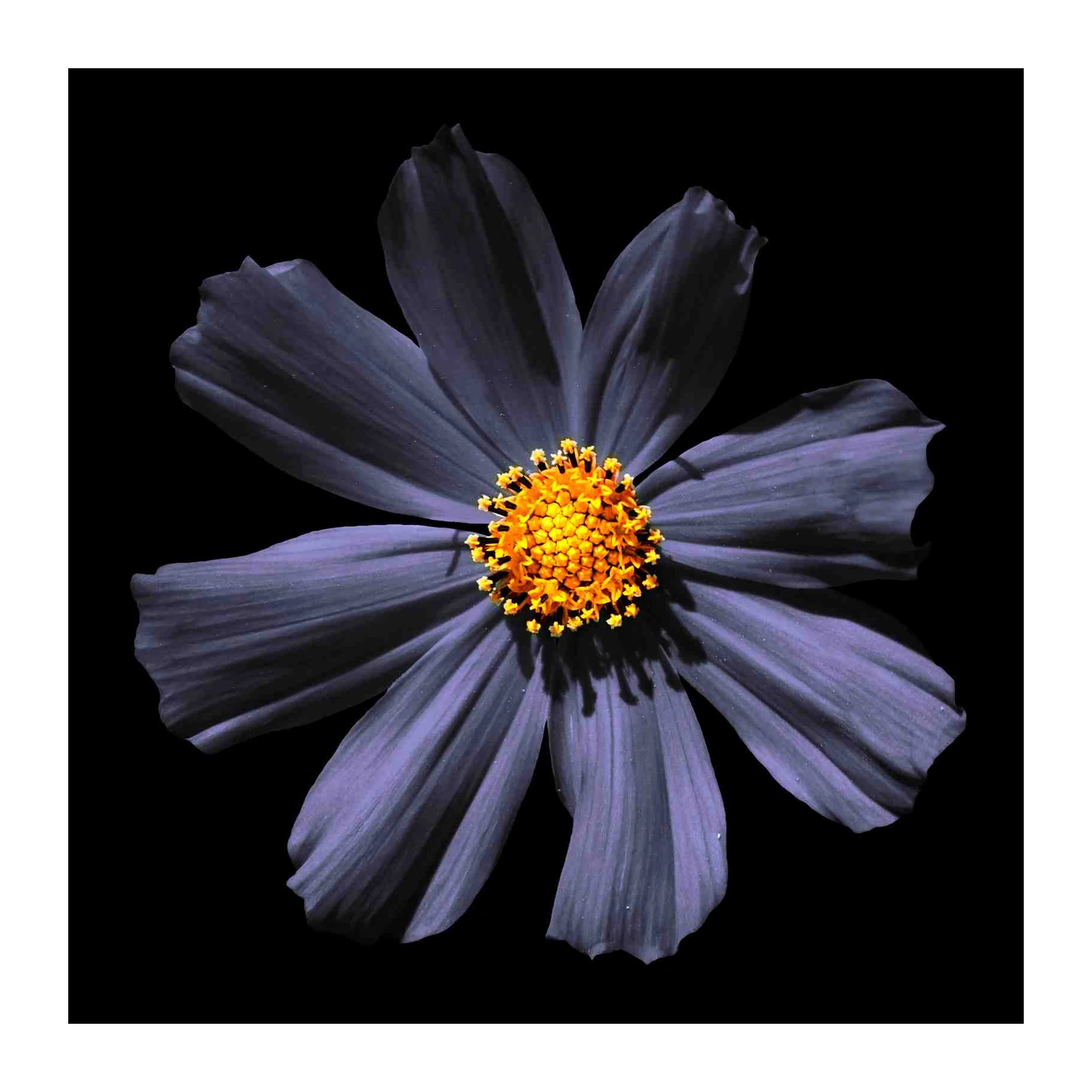 Dark Purple Cosmos Flower Art Wall Art
