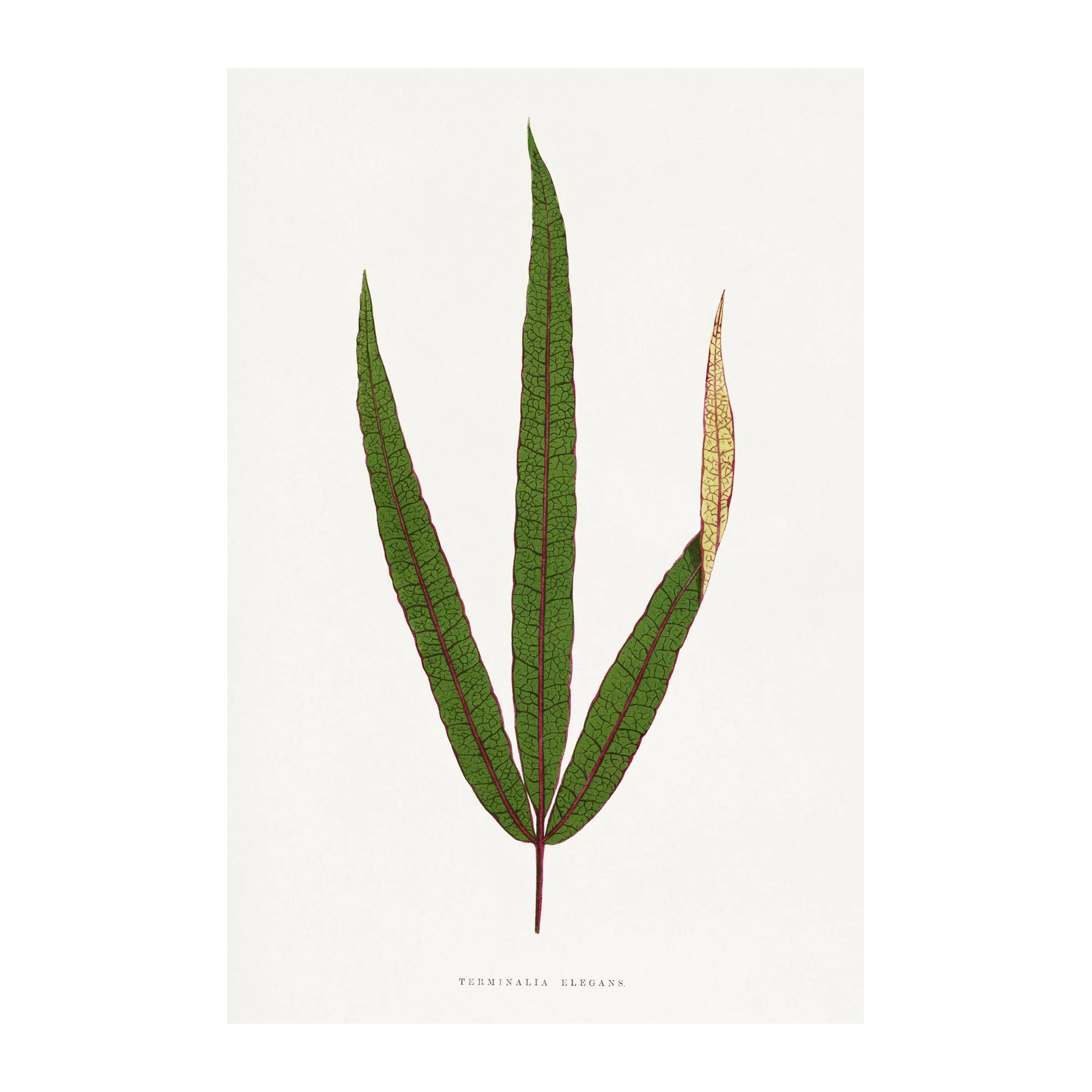 Vintage Botanical Leaf Print - Terminalia Elegans Wall Art