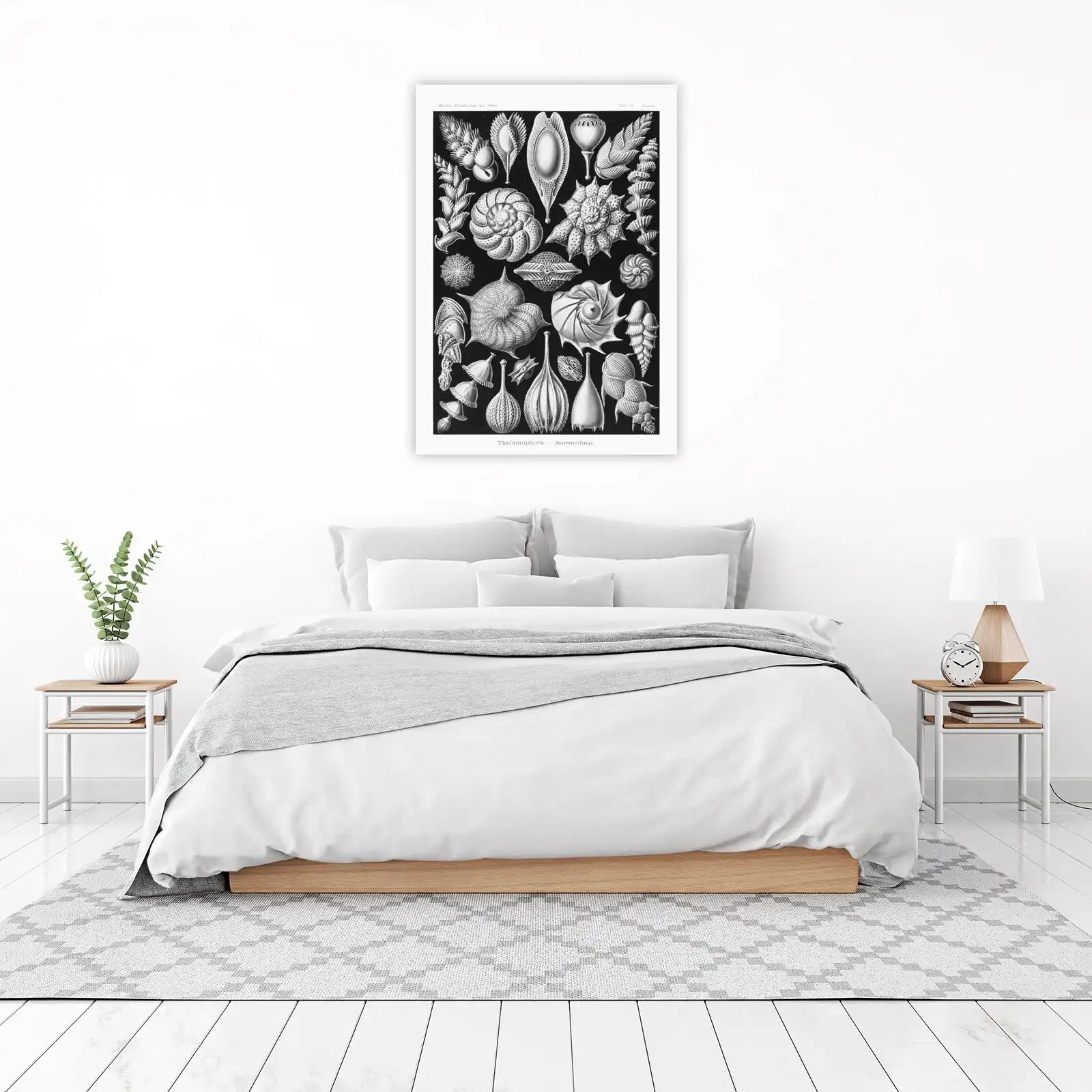 Vintage Radiolaria Botanical Art Wall Art