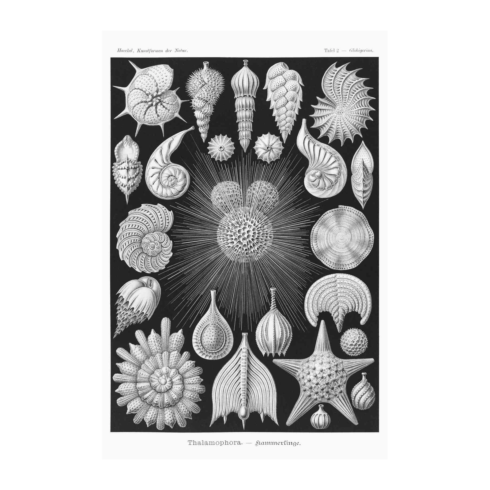 Haeckel Thalamophora Microorganism Art Wall Art
