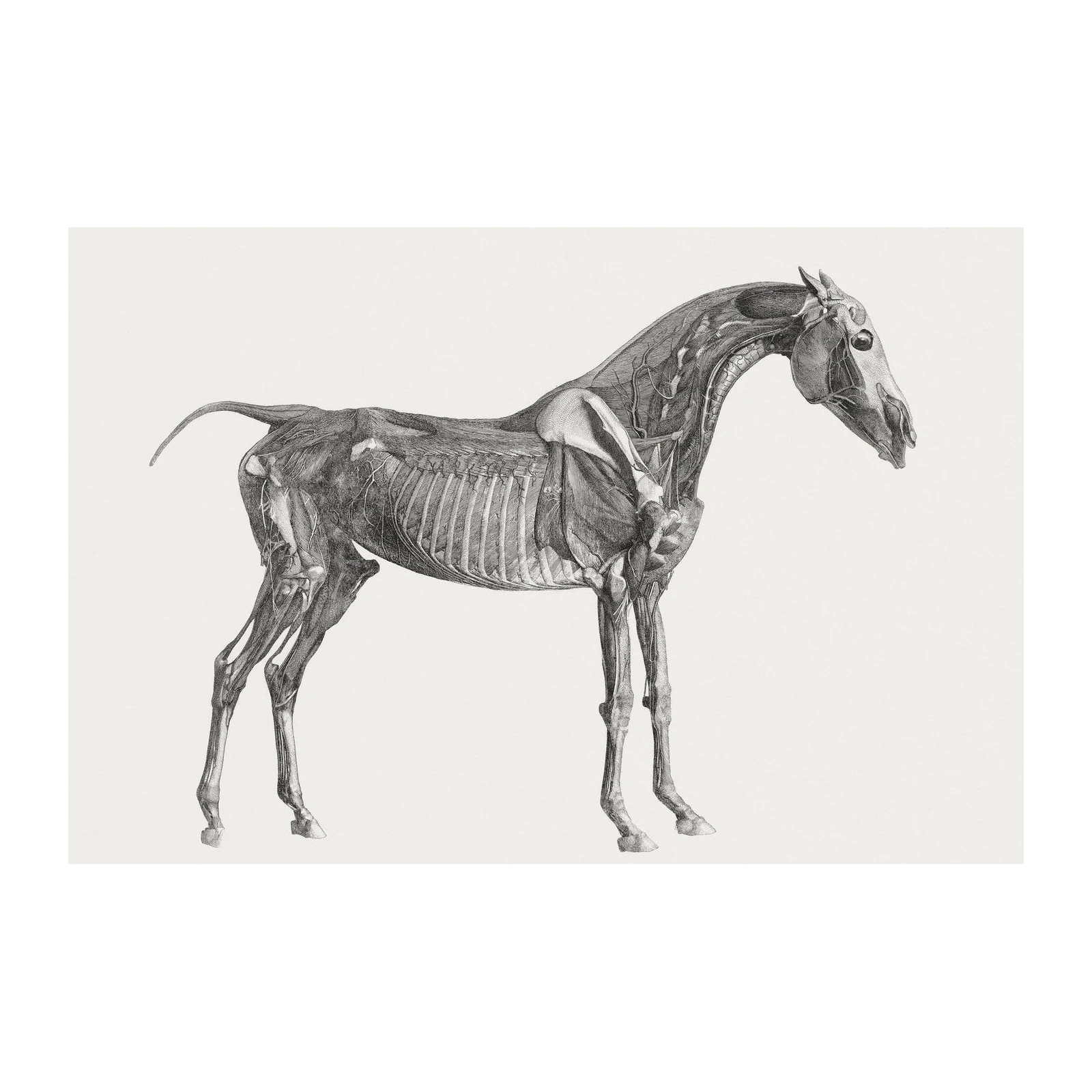 Vintage Horse Anatomy Wall Art