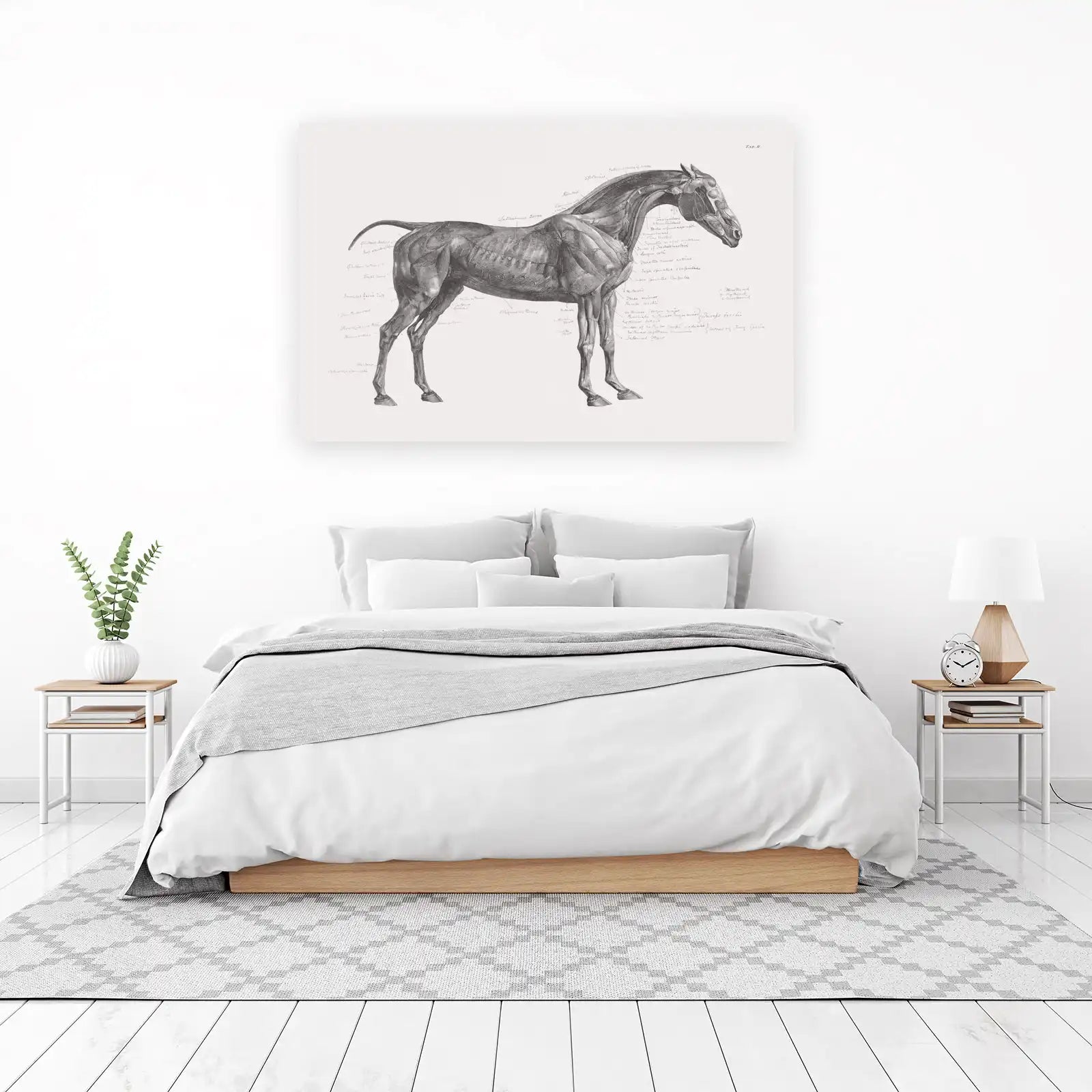 Vintage Horse Anatomy Wall Art Wall Art
