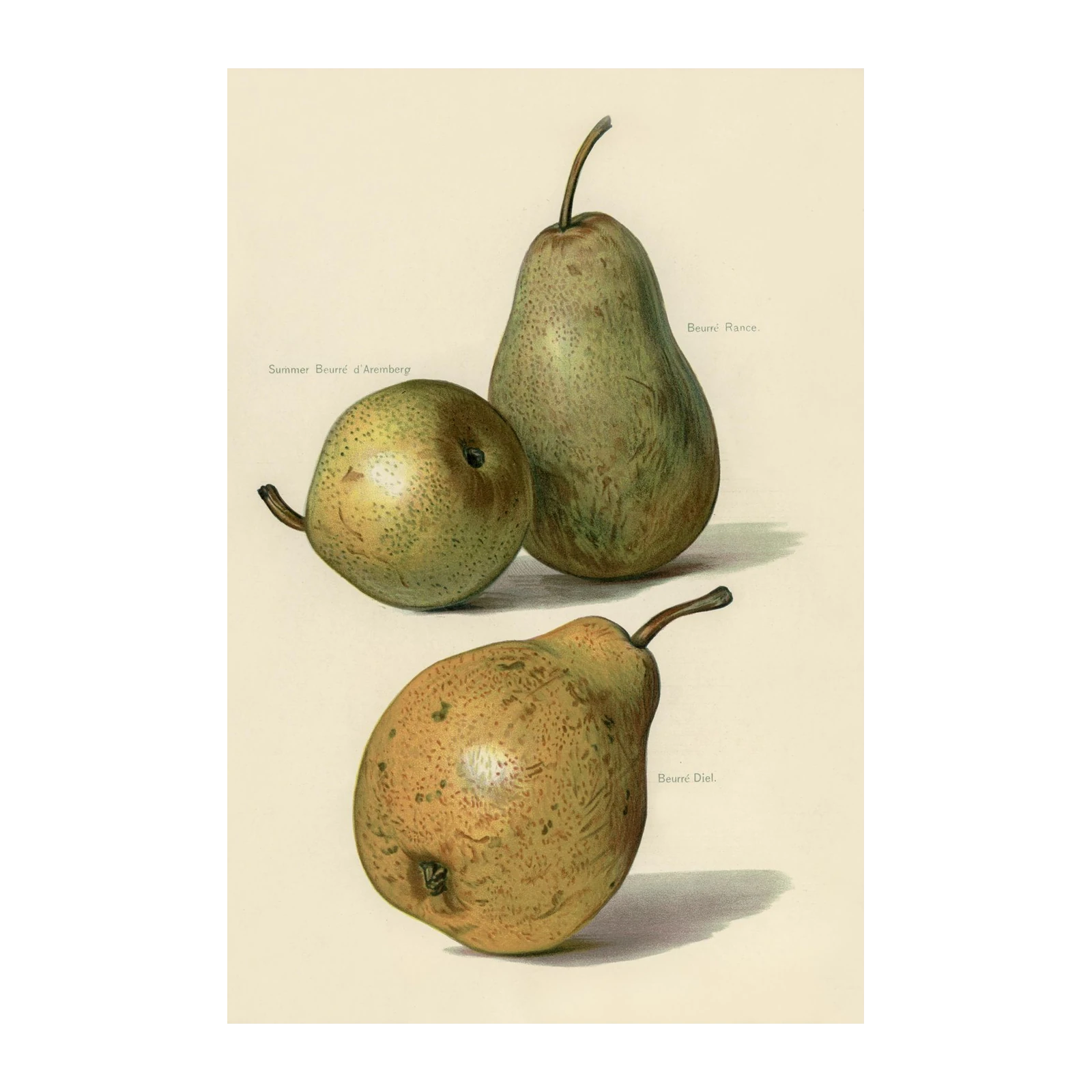 Vintage Pear Botanical Art Wall Art
