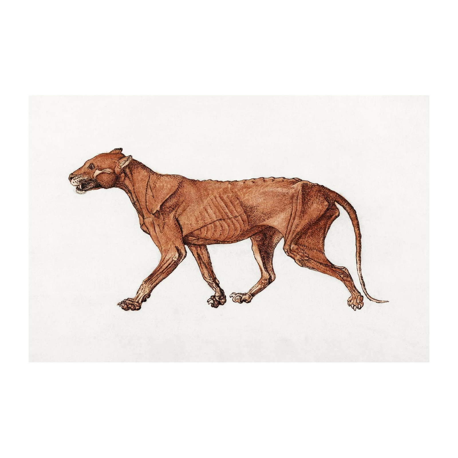 Vintage Thylacine Anatomy Wall Art