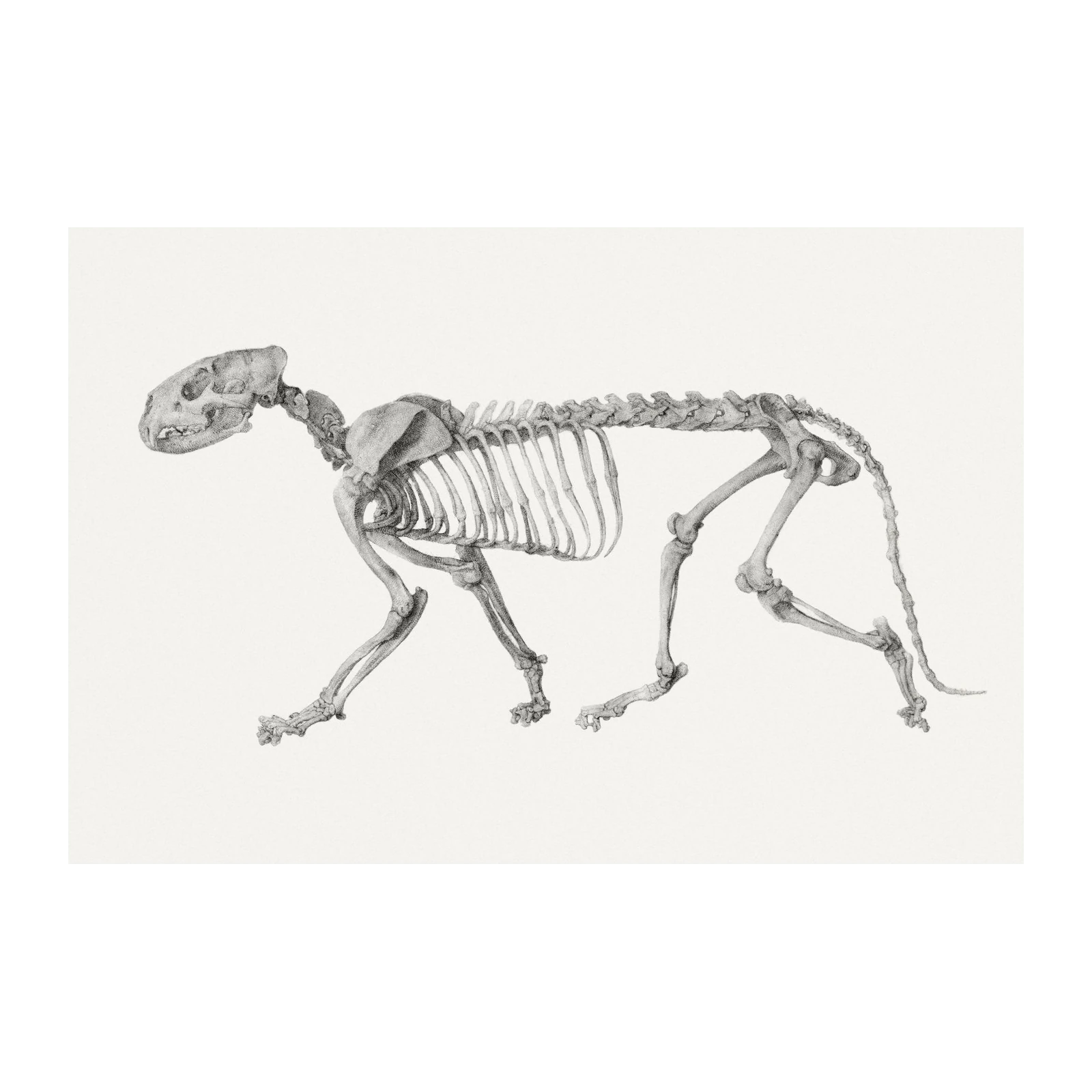 Elegant Animal Skeleton Wall Art