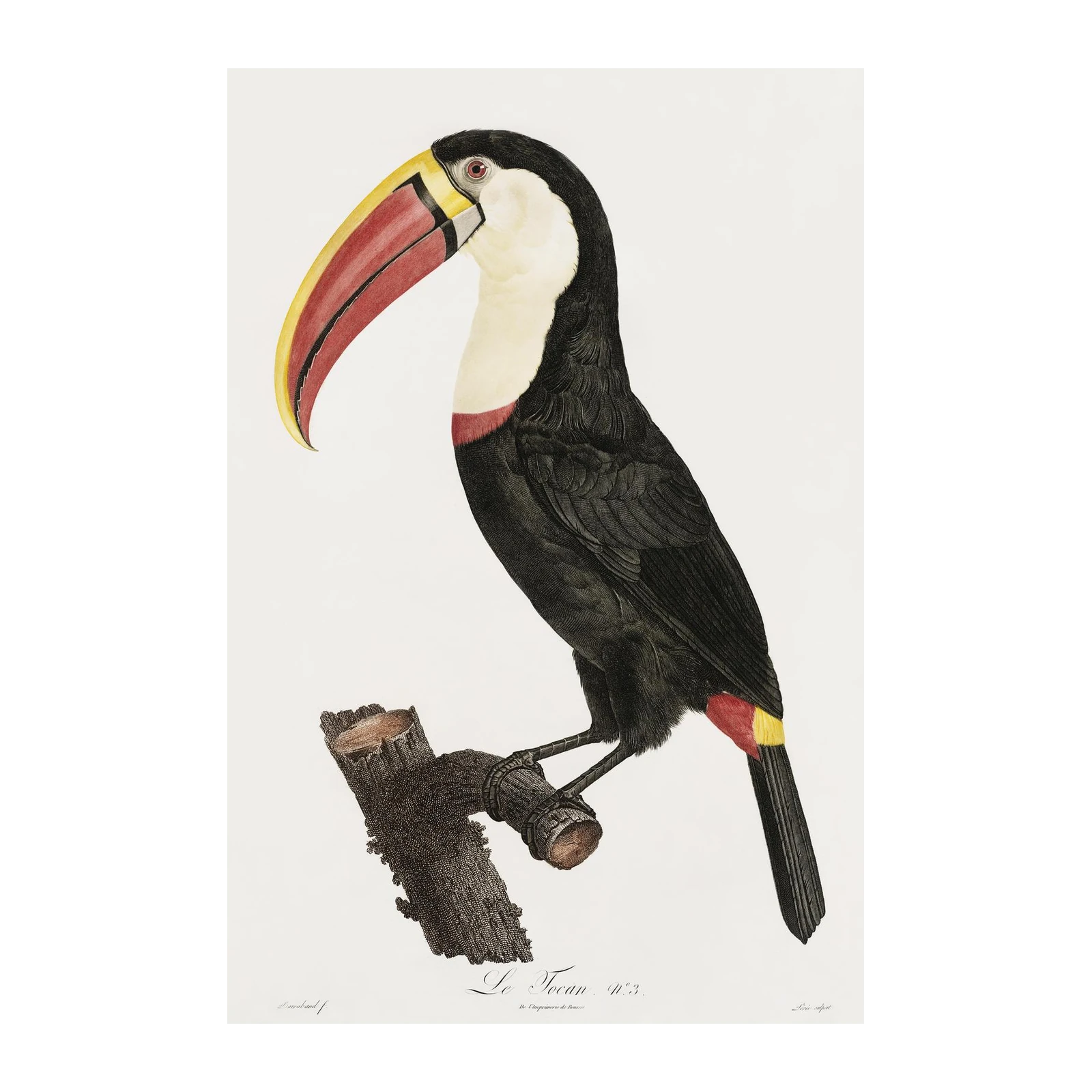 Vibrant Toucan Vintage Botanical Wall Art Wall Art