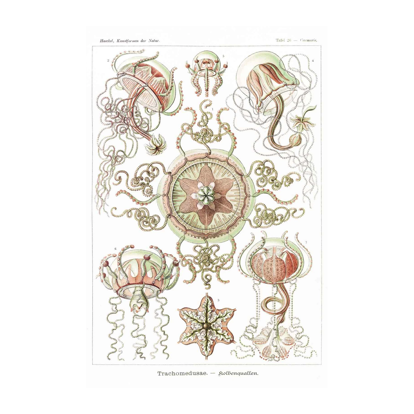 Vintage Jellyfish Art Print | Haeckel Trachymedusae Wall Art
