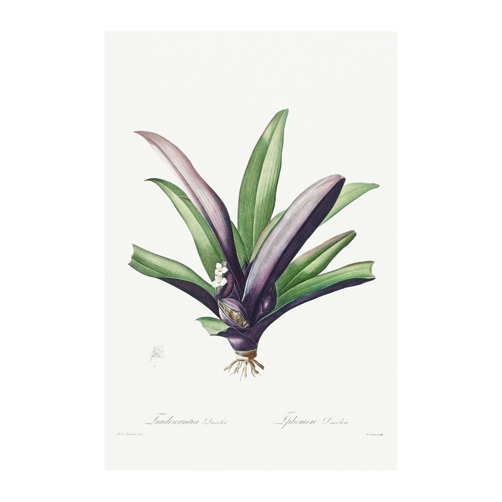 Purple & Green Botanical Print Wall Art