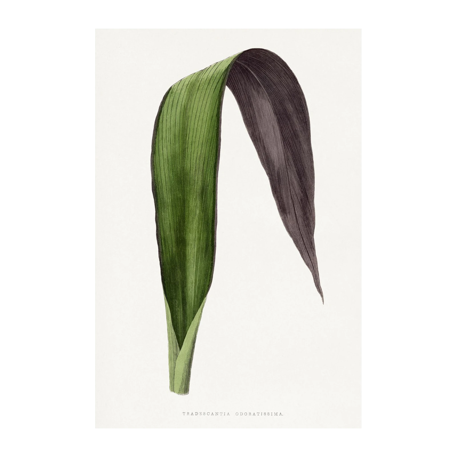 Tradescantia Odoratissima Botanical Leaf Wall Art
