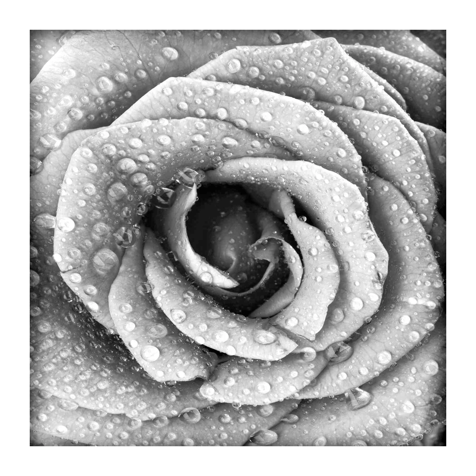 Monochrome Rose Dewdrops Wall Art