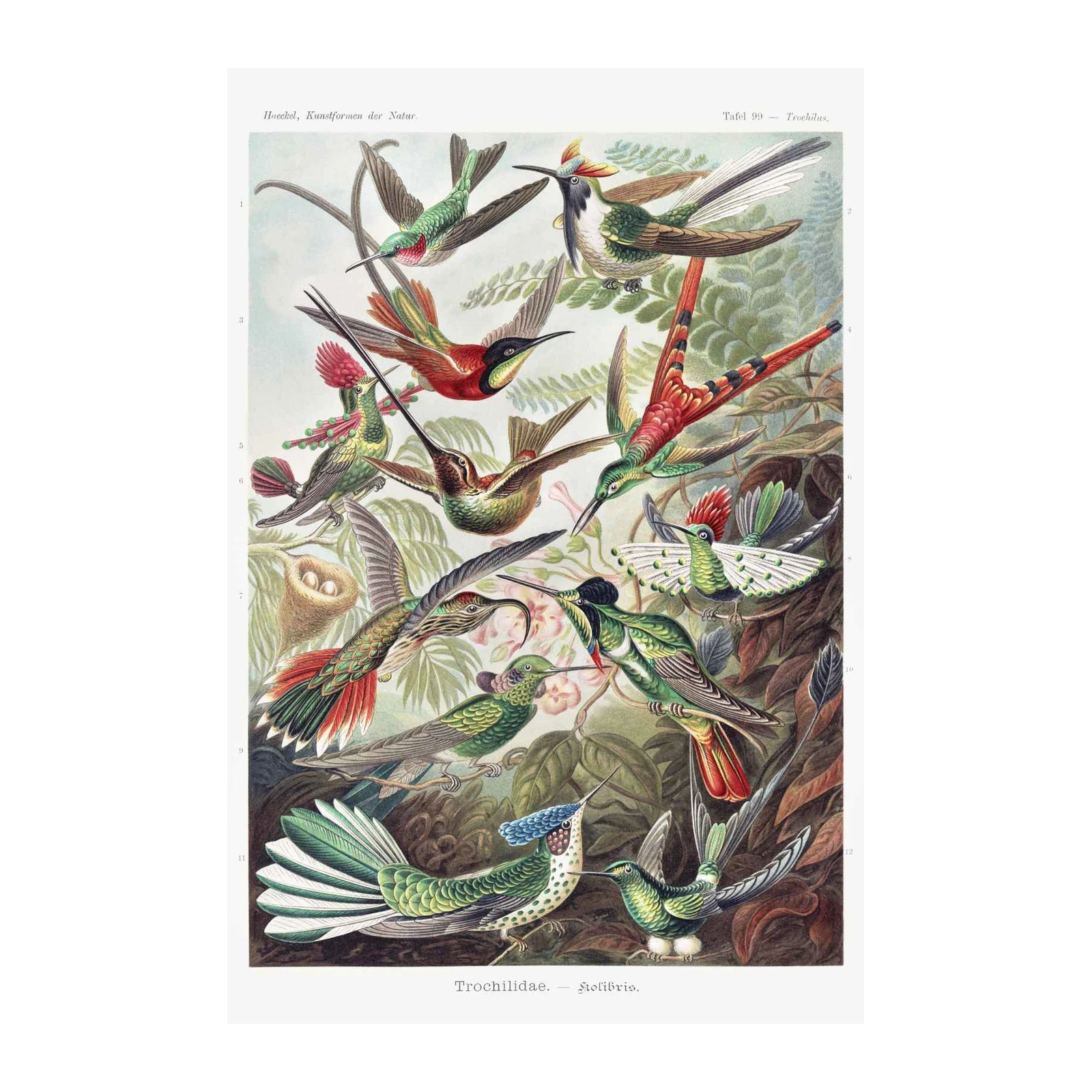 Vintage Hummingbird Art Wall Art - Nature Wall Decor