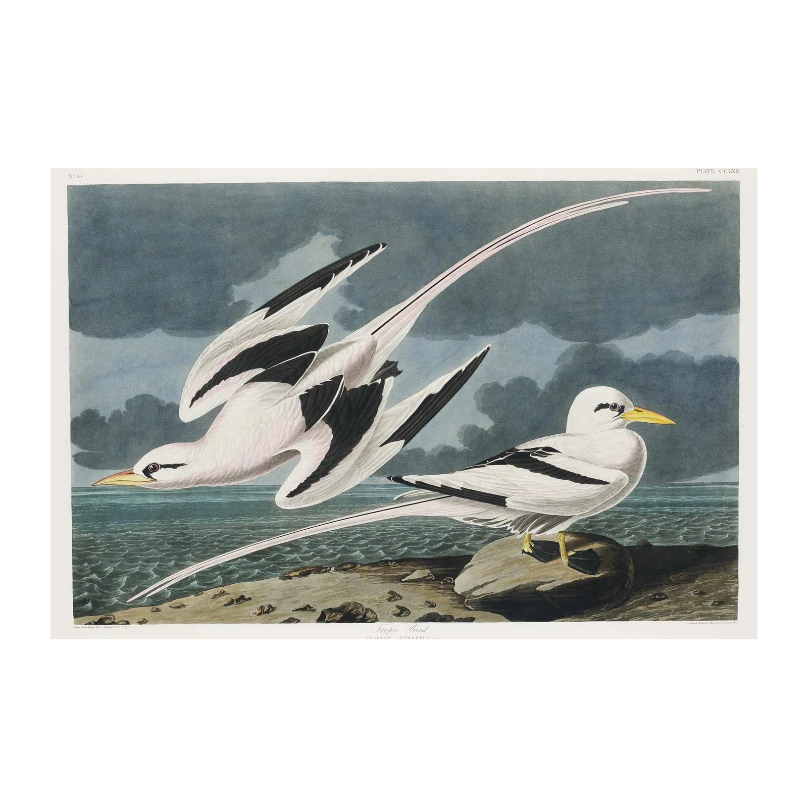 Elegant Tropic Bird Coastal Wall Art