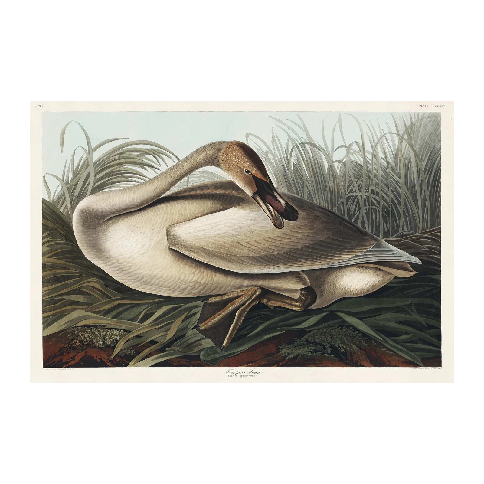 Trumpeter Swan Art Print - Audubon Bird Wall Art